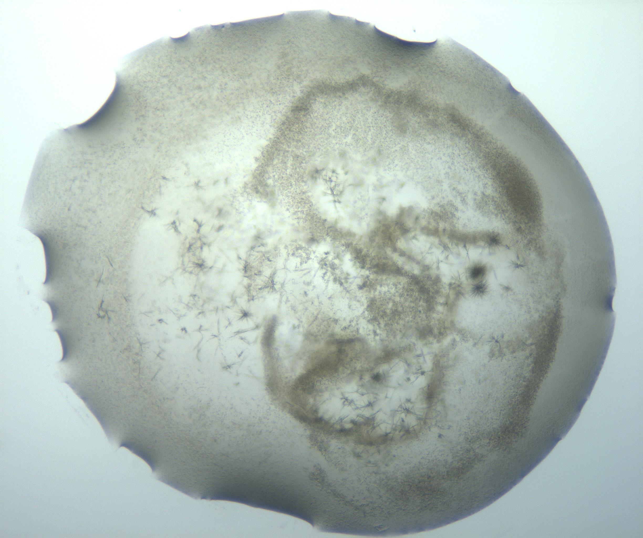RI01_03_000_0212_Proj1_Clon1_MC_0000MC102893_015_170102_04_04_01_00_99_002_001_RAI.jpg