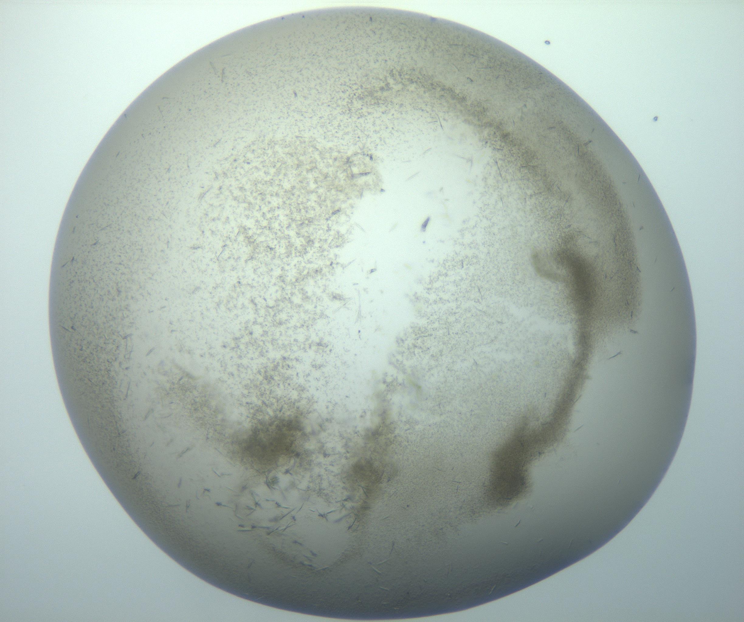 RI01_03_000_0212_Proj1_Clon1_MC_0000MC102893_015_170102_04_08_01_00_99_002_001_RAI.jpg