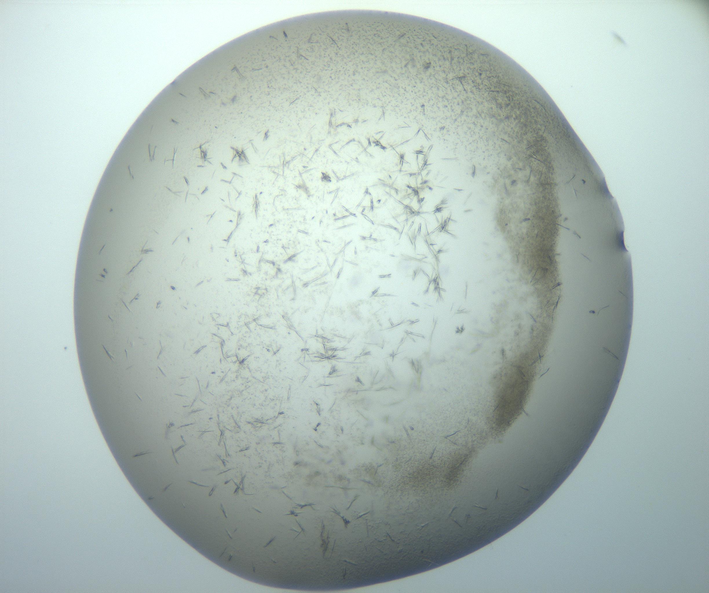 RI01_03_000_0212_Proj1_Clon1_MC_0000MC102893_015_170102_04_08_02_00_99_002_001_RAI.jpg