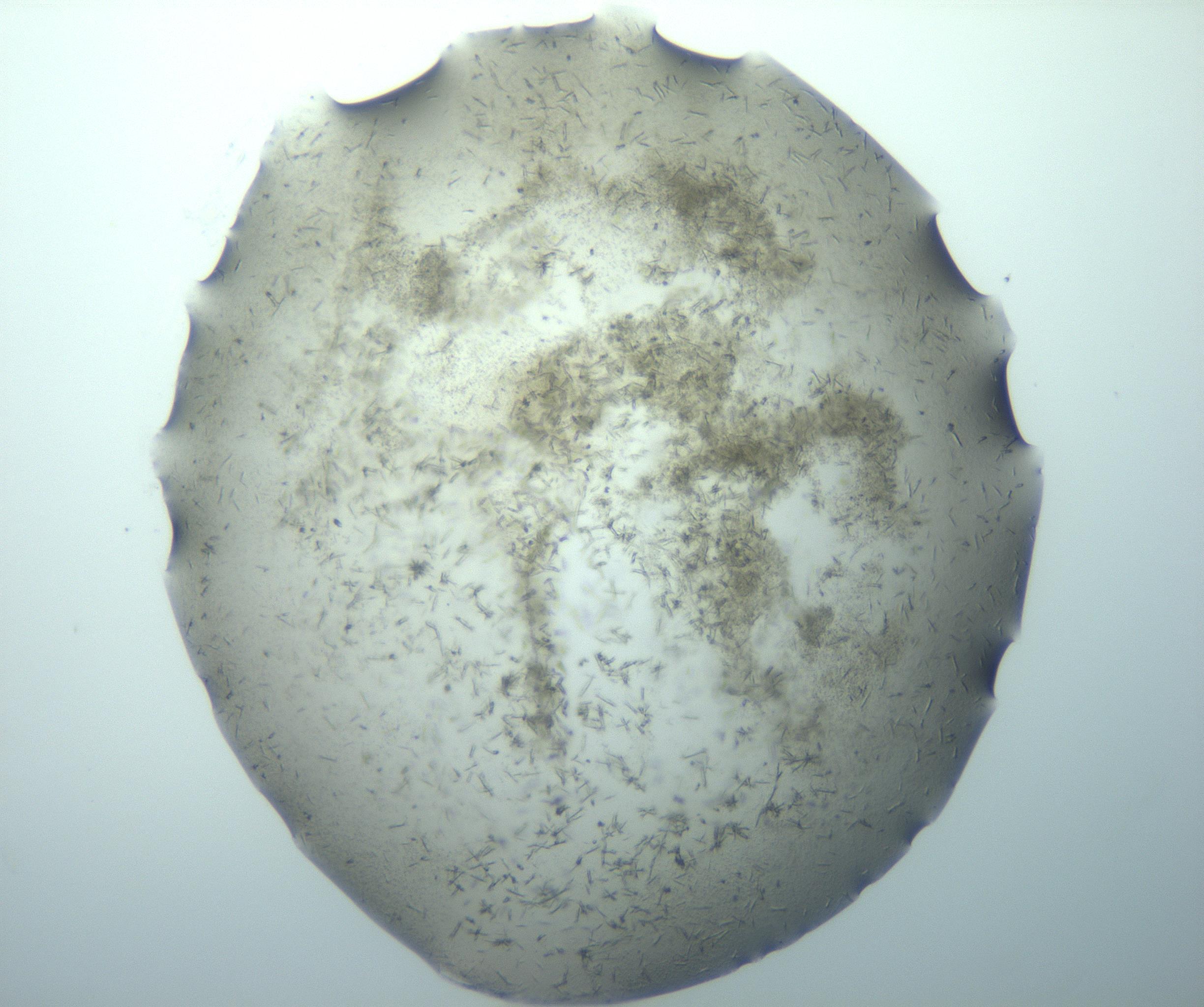 RI01_03_000_0212_Proj1_Clon1_MC_0000MC102893_015_170102_09_03_01_00_99_002_001_RAI.jpg