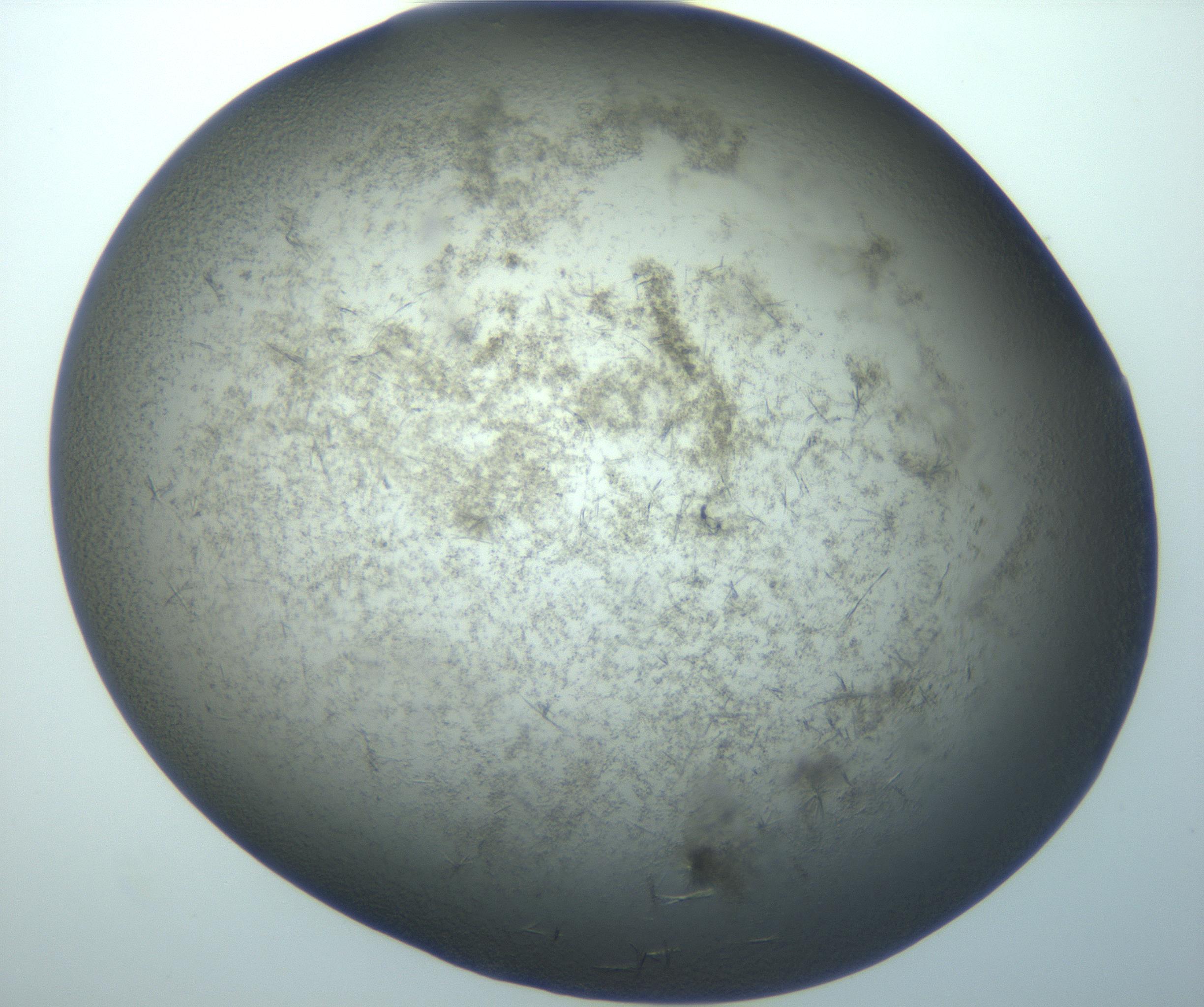 RI01_03_000_0212_Proj1_Clon1_MC_0000MC102893_015_170102_09_06_02_00_99_002_001_RAI.jpg
