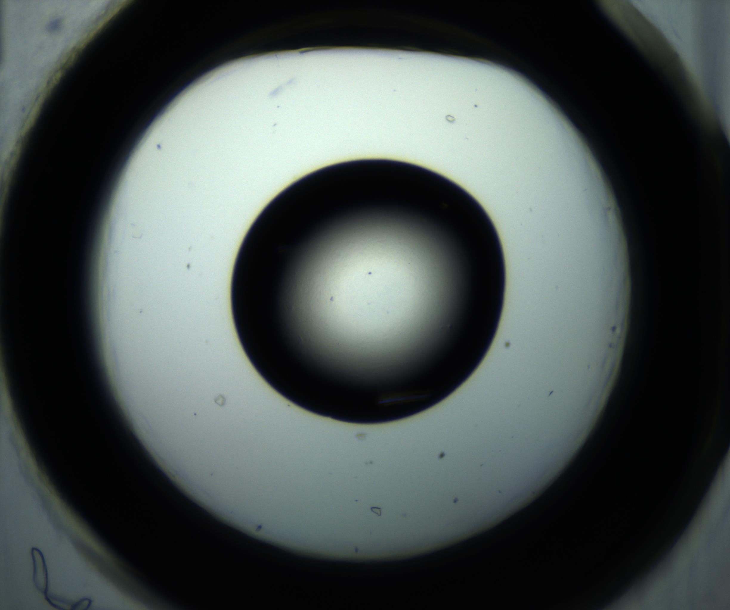 RI01_03_000_0212_Proj1_Clon1_MC_0000MC102897_001_161027_01_08_02_00_98_002_001_RAI.jpg