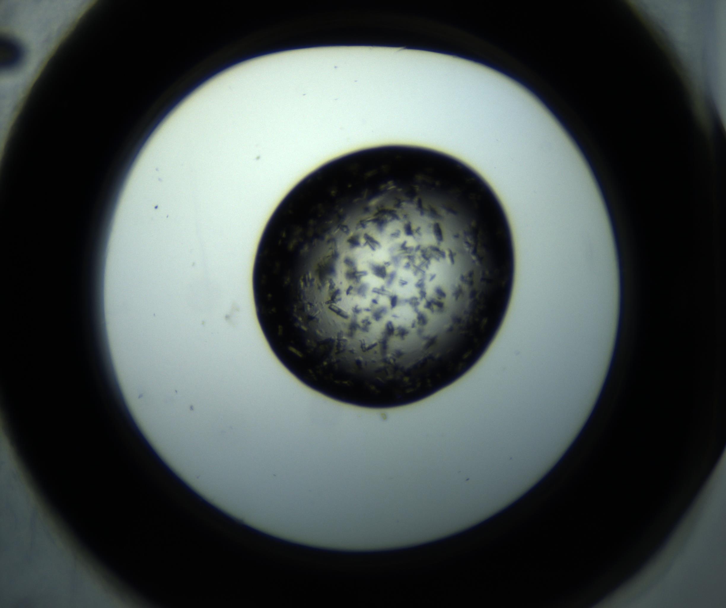 RI01_03_000_0212_Proj1_Clon1_MC_0000MC102897_001_161027_02_06_02_00_98_002_001_RAI.jpg