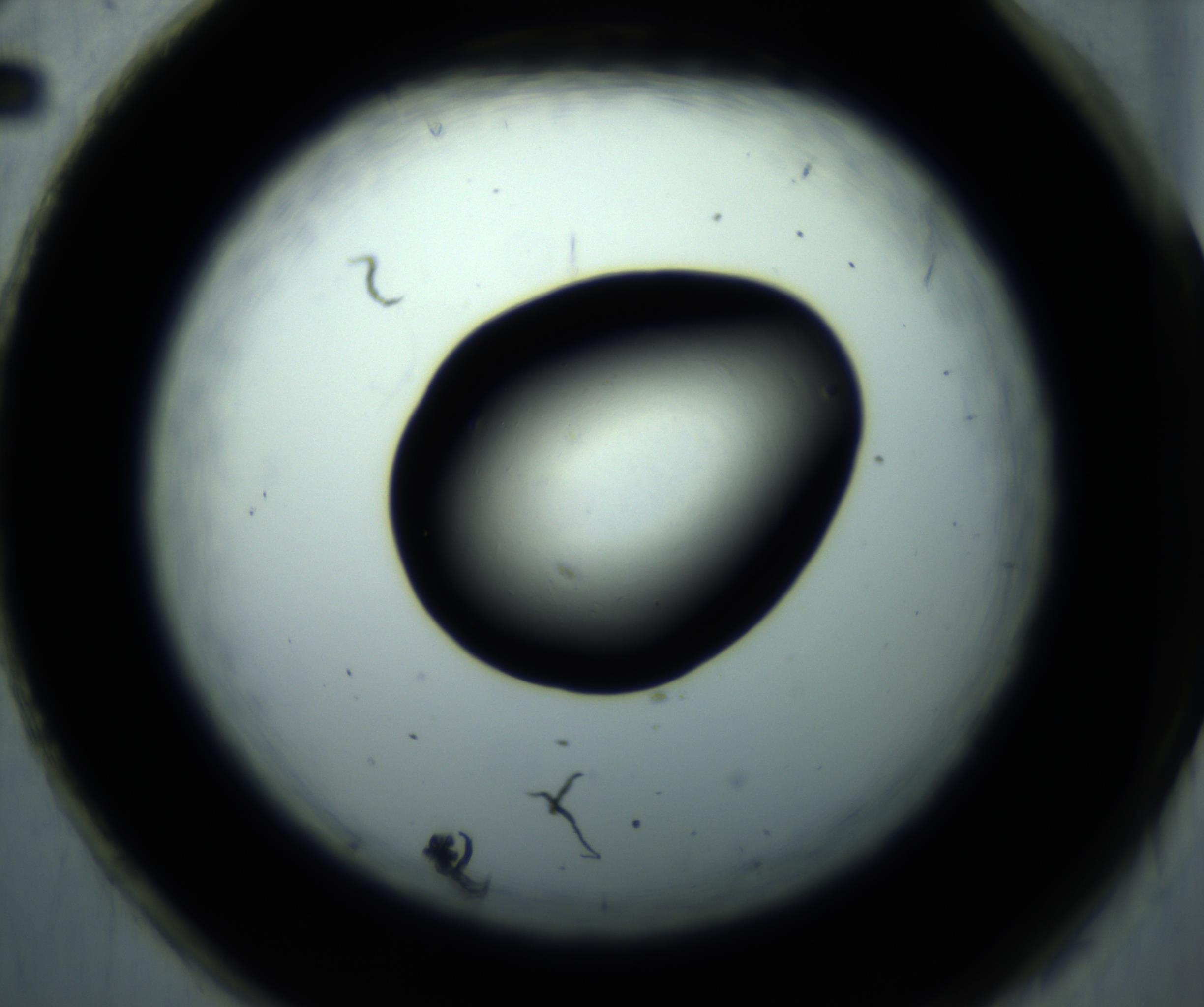 RI01_03_000_0212_Proj1_Clon1_MC_0000MC102897_001_161027_02_08_02_00_98_002_001_RAI.jpg