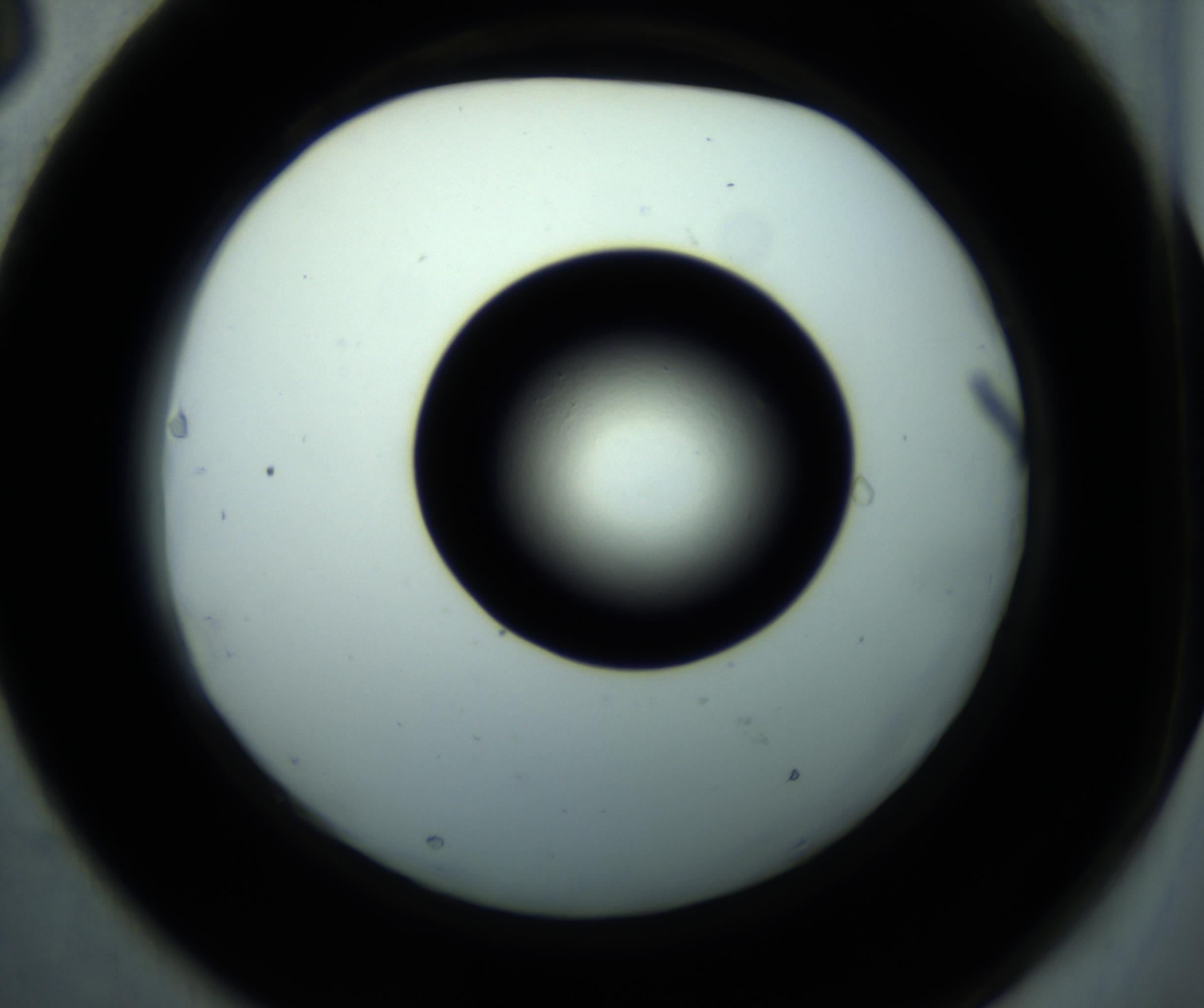 RI01_03_000_0212_Proj1_Clon1_MC_0000MC102897_001_161027_03_06_02_00_98_002_001_RAI.jpg