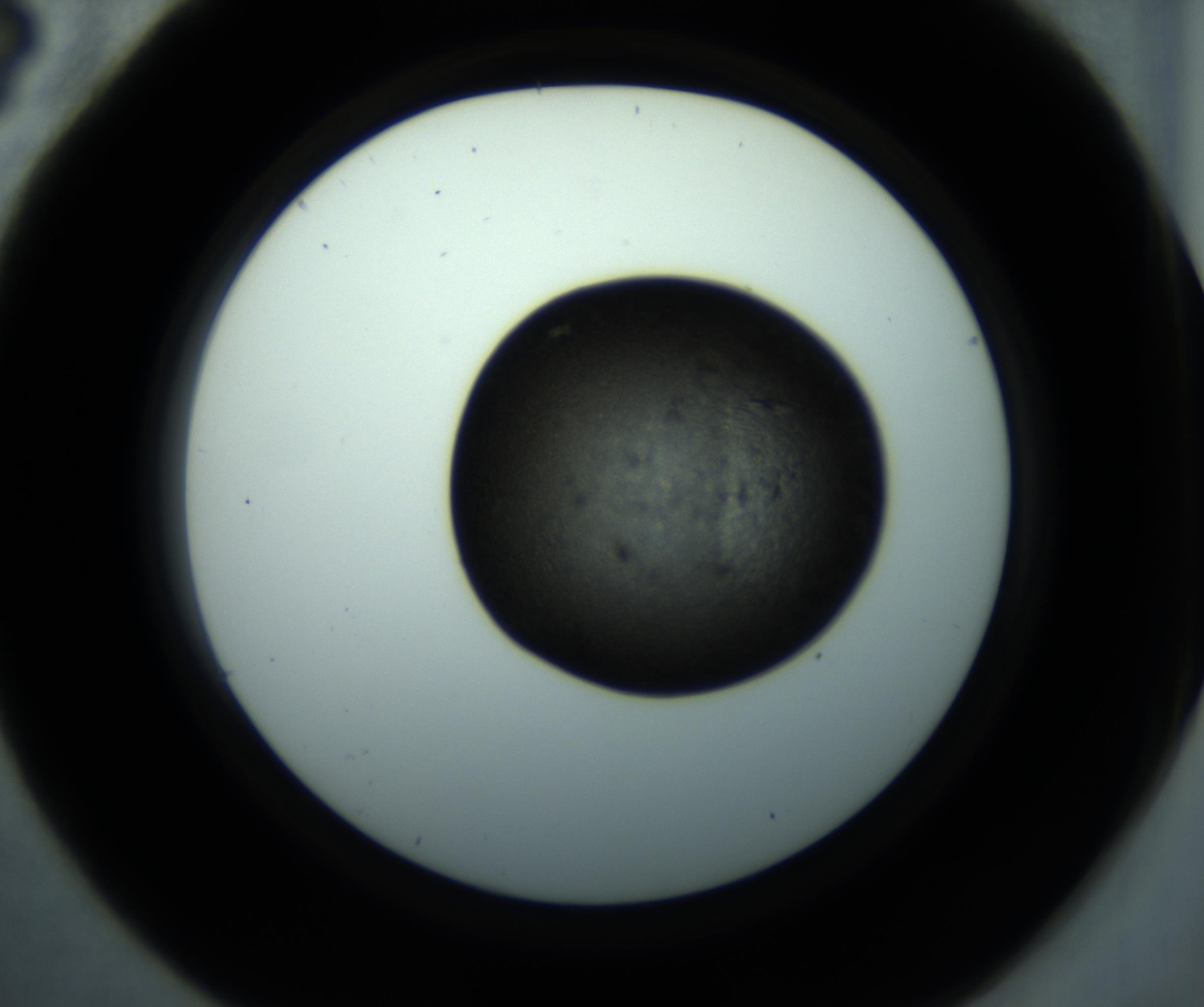 RI01_03_000_0212_Proj1_Clon1_MC_0000MC102897_001_161027_04_02_02_00_98_002_001_RAI.jpg