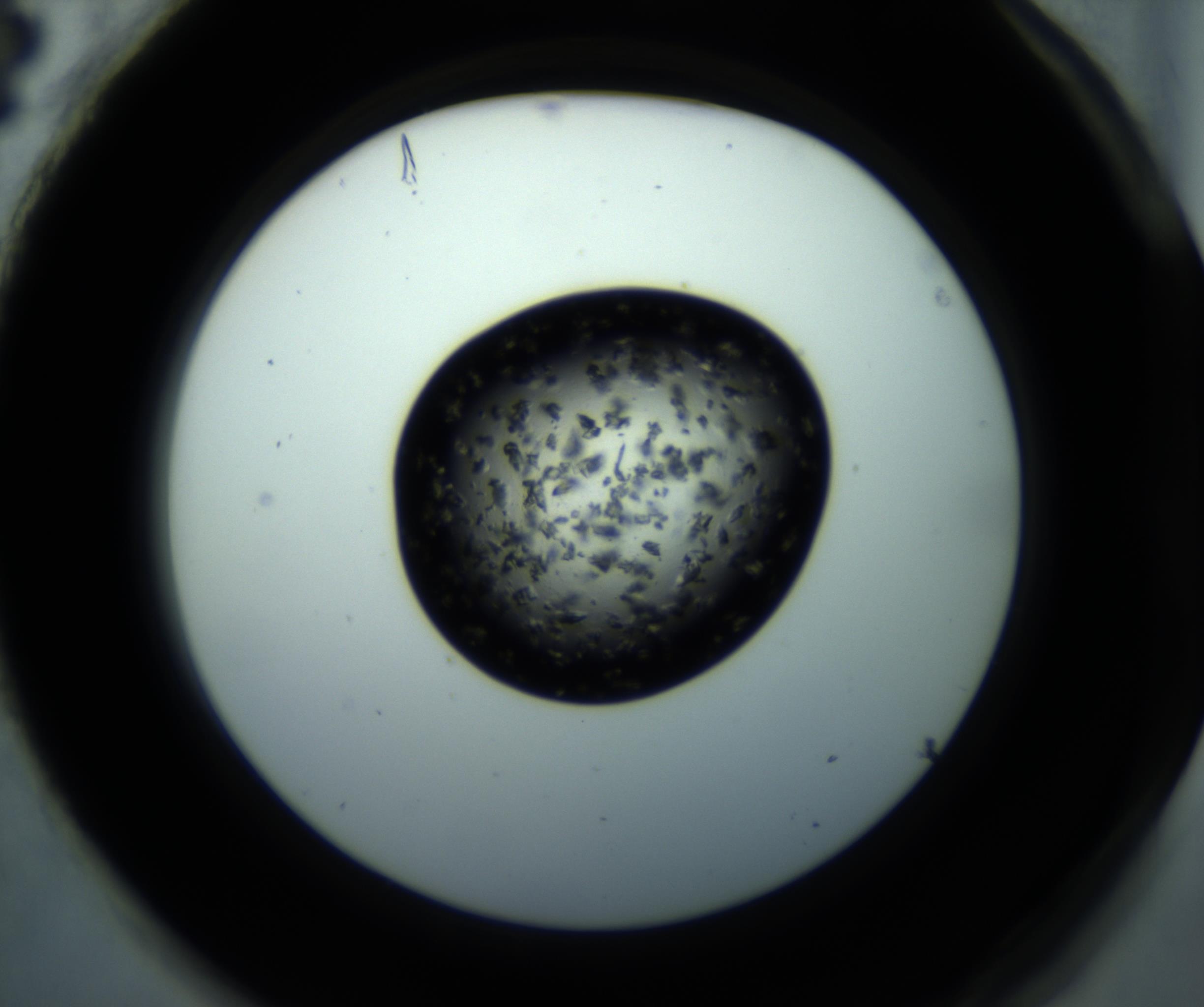 RI01_03_000_0212_Proj1_Clon1_MC_0000MC102897_001_161027_04_08_02_00_98_002_001_RAI.jpg
