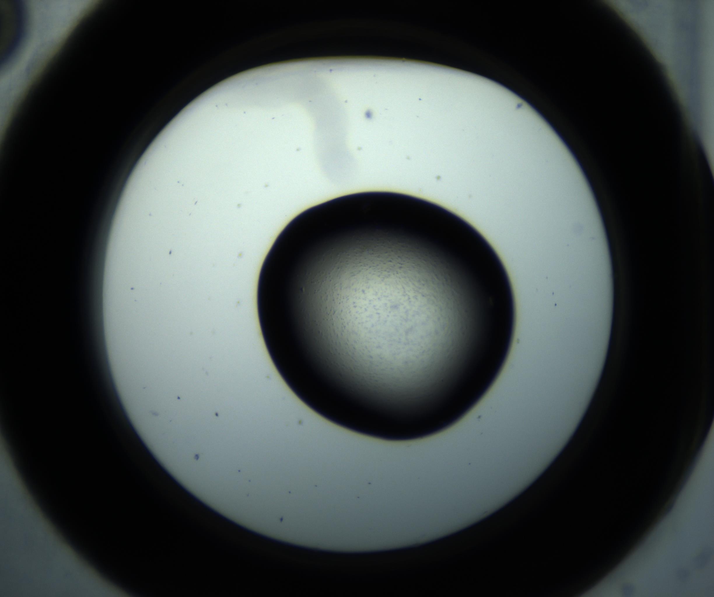 RI01_03_000_0212_Proj1_Clon1_MC_0000MC102897_001_161027_05_01_02_00_98_002_001_RAI.jpg