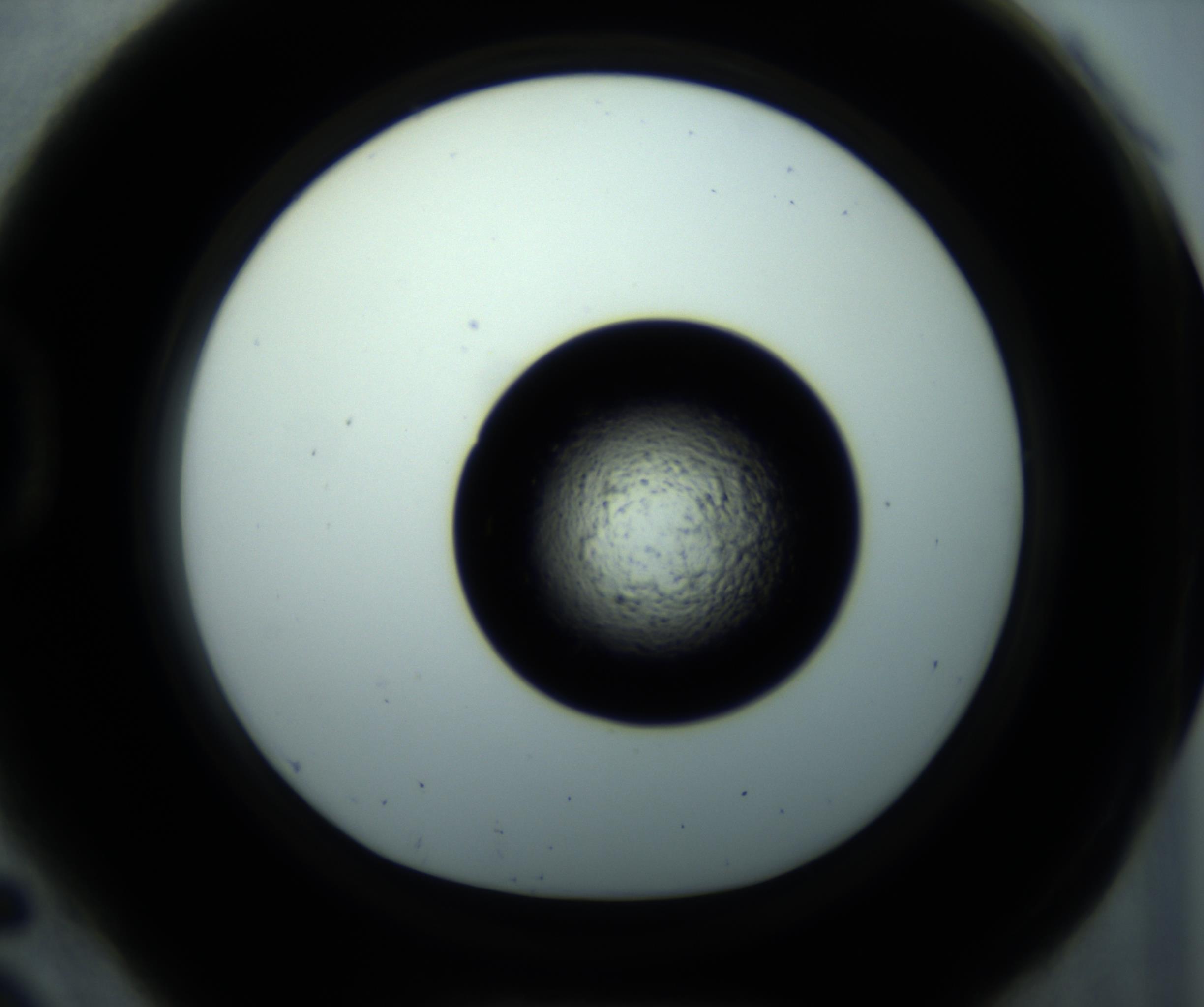 RI01_03_000_0212_Proj1_Clon1_MC_0000MC102897_001_161027_05_04_01_00_98_002_001_RAI.jpg