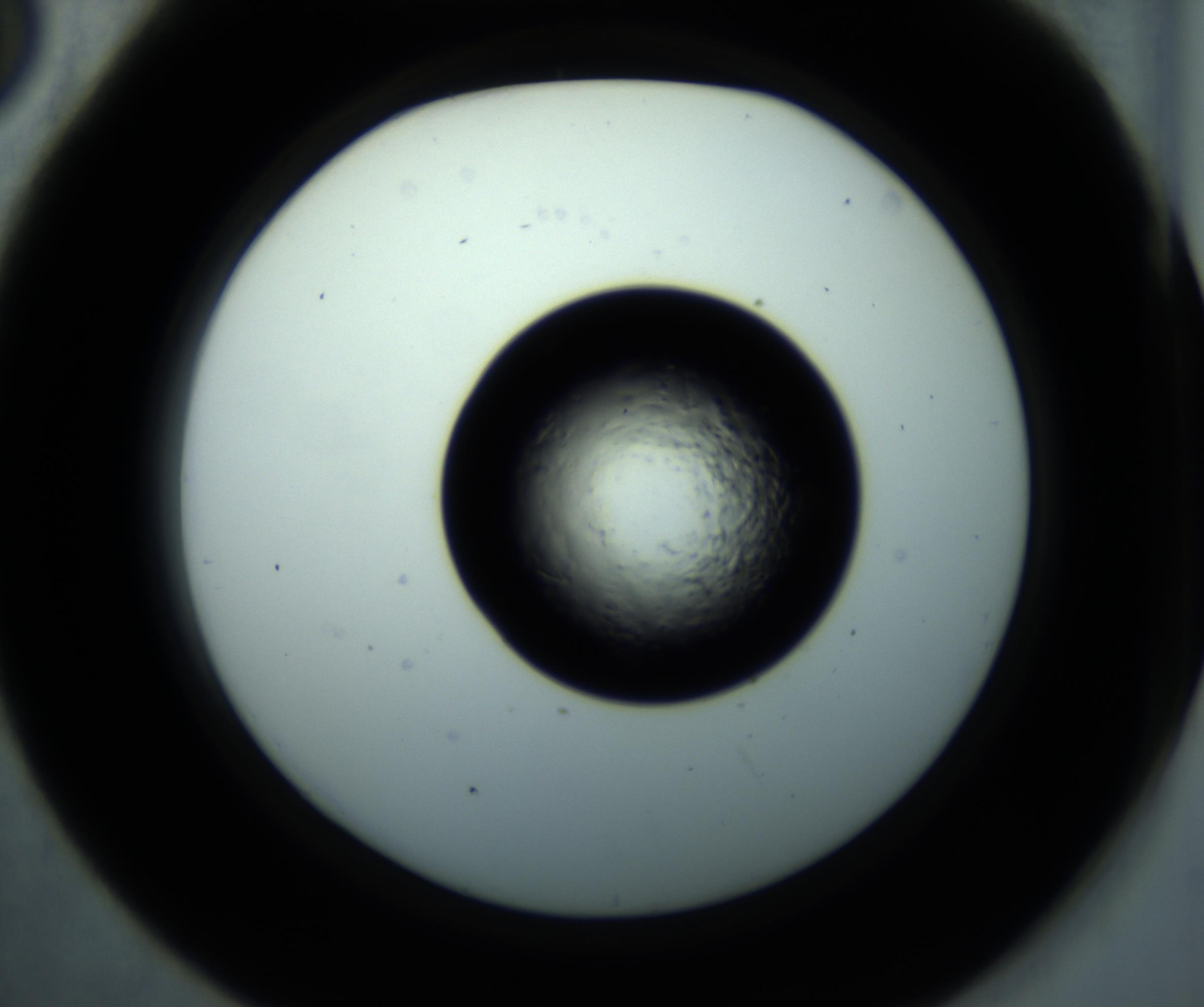 RI01_03_000_0212_Proj1_Clon1_MC_0000MC102897_001_161027_05_04_02_00_98_002_001_RAI.jpg