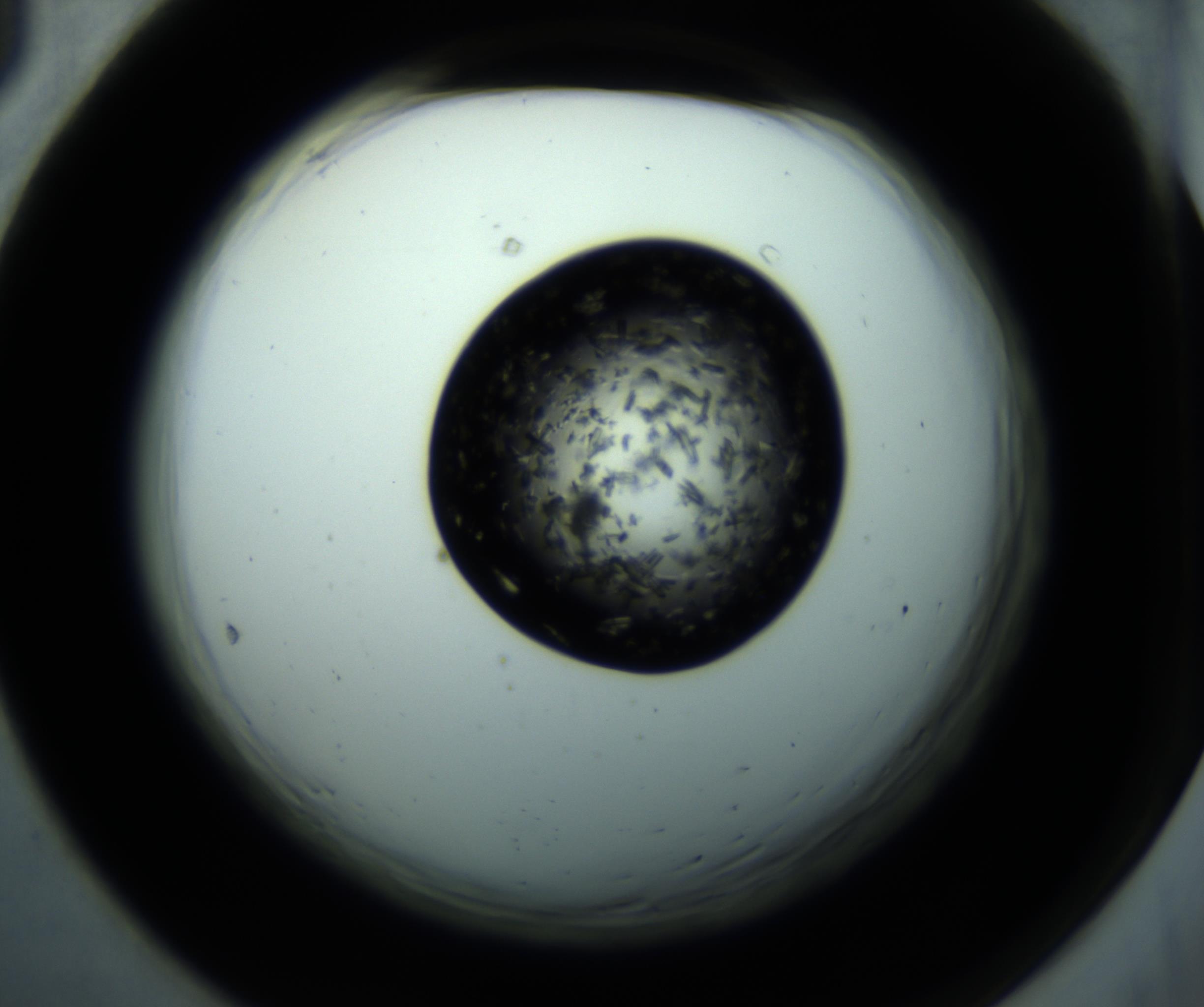 RI01_03_000_0212_Proj1_Clon1_MC_0000MC102897_001_161027_05_06_02_00_98_002_001_RAI.jpg