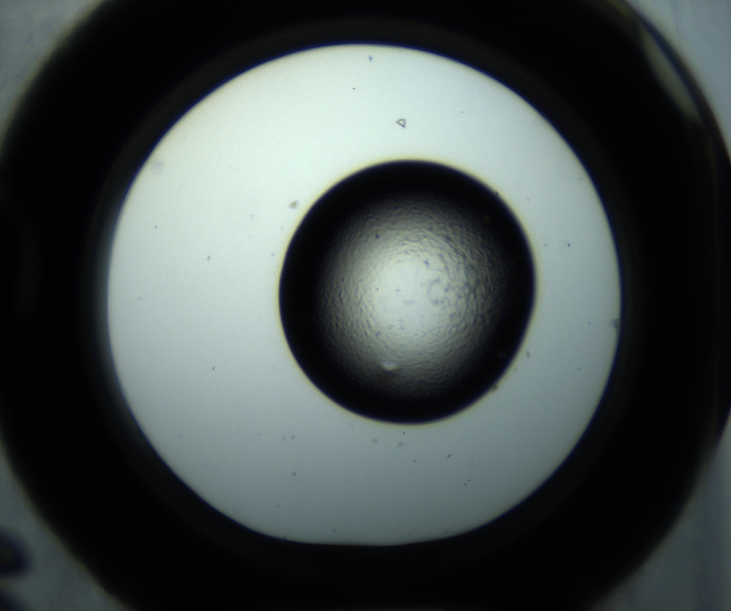 RI01_03_000_0212_Proj1_Clon1_MC_0000MC102897_001_161027_06_04_01_00_98_002_001_RAI.jpg