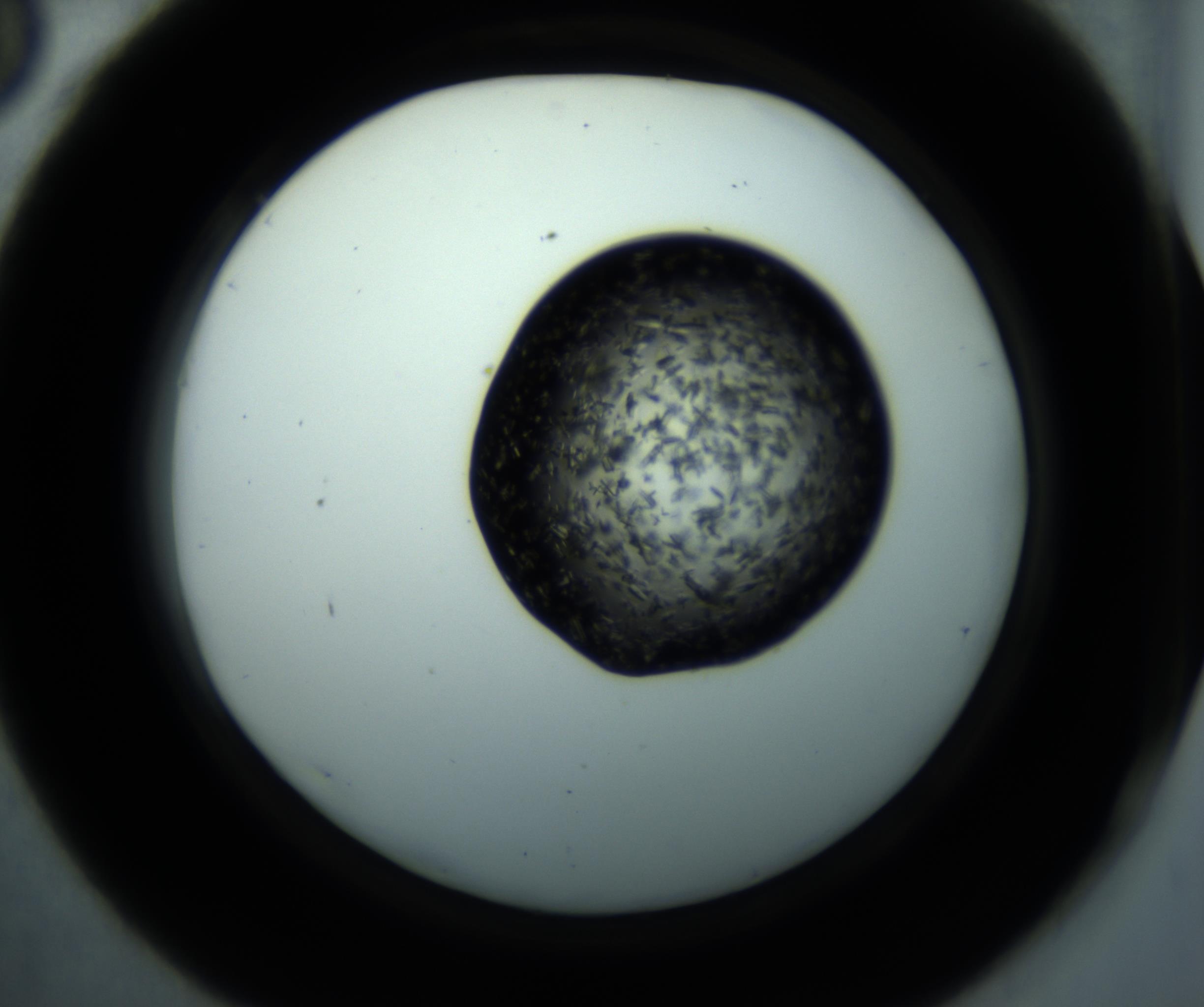 RI01_03_000_0212_Proj1_Clon1_MC_0000MC102897_001_161027_06_04_02_00_98_002_001_RAI.jpg