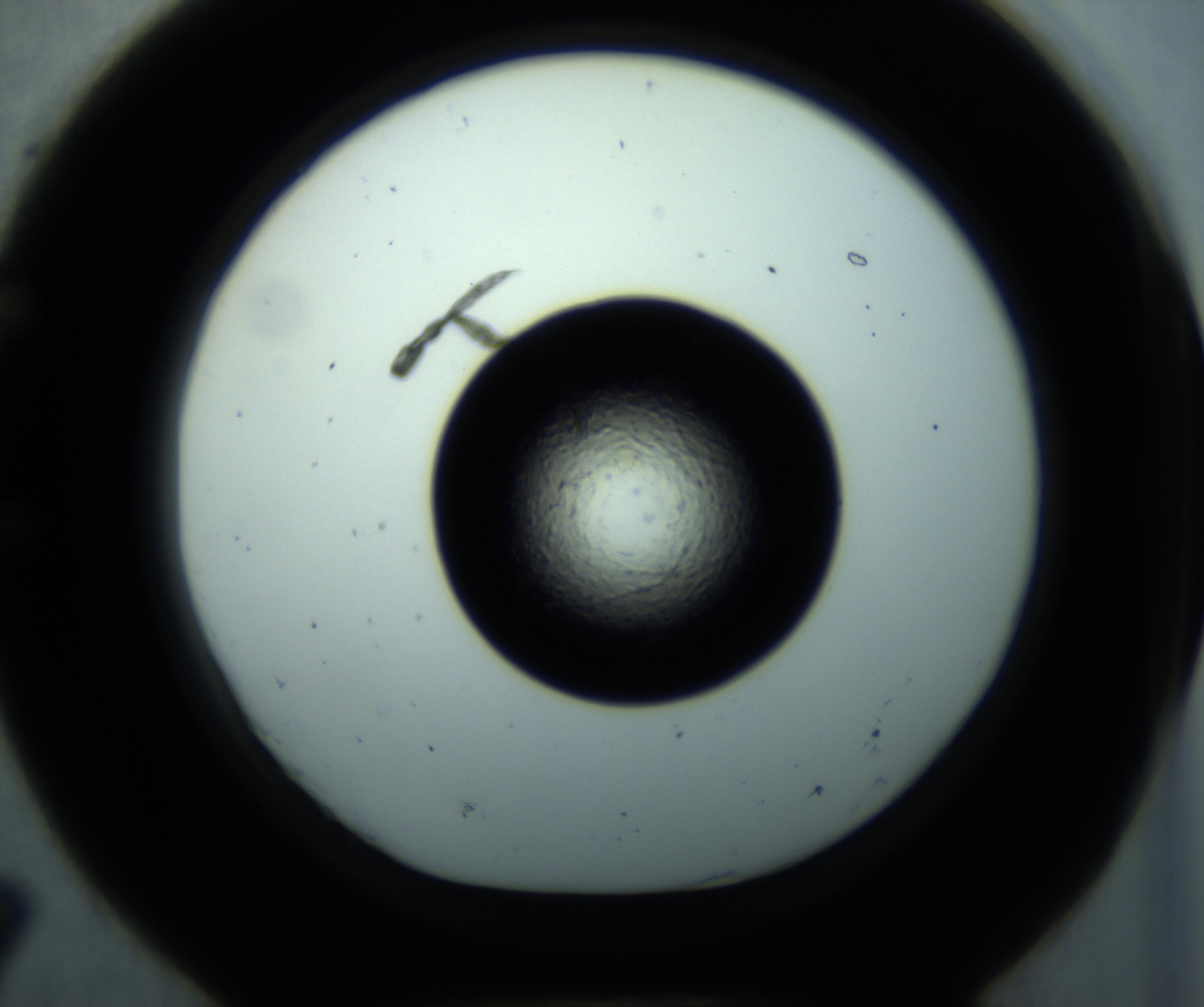 RI01_03_000_0212_Proj1_Clon1_MC_0000MC102897_001_161027_07_05_01_00_98_002_001_RAI.jpg