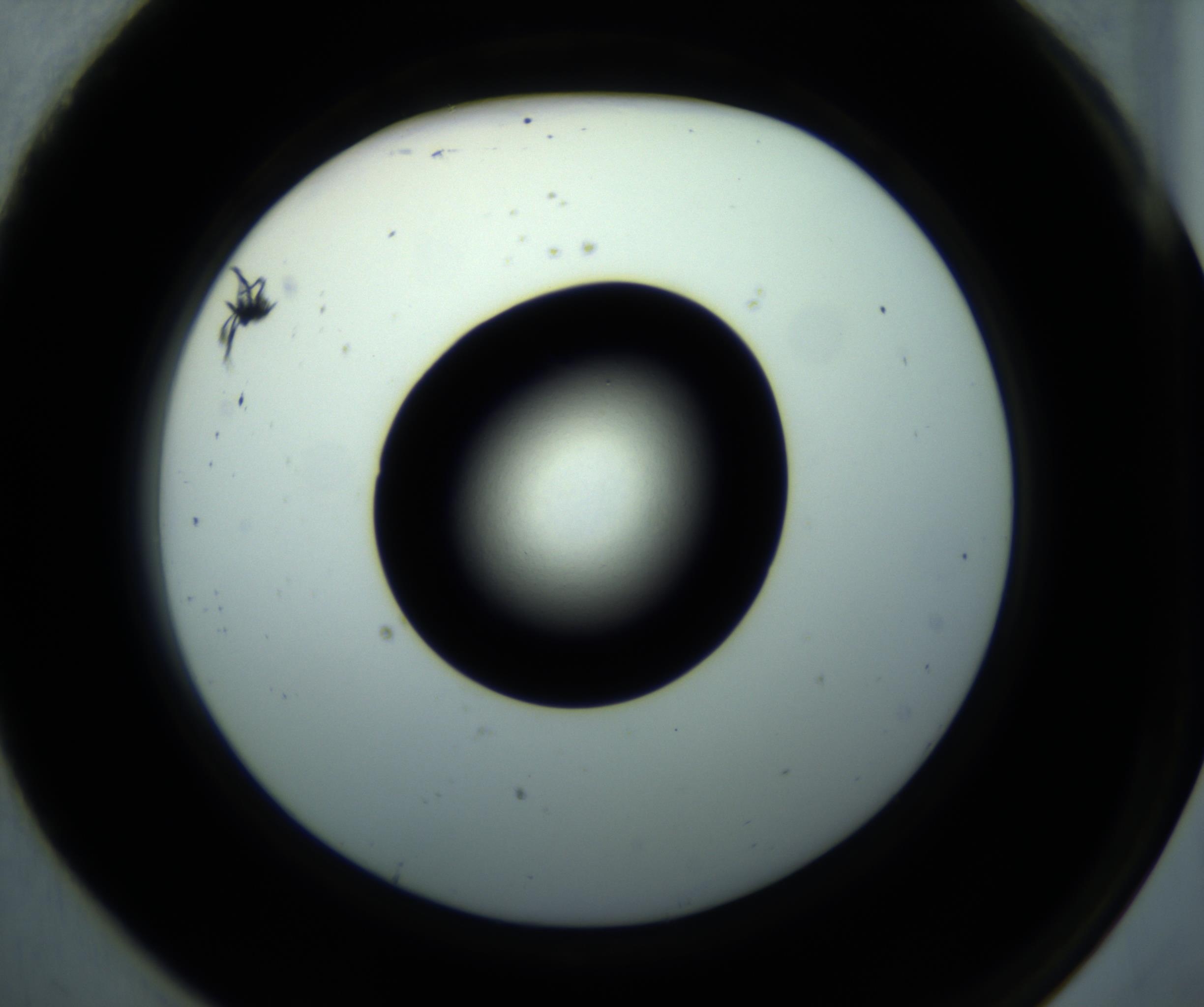 RI01_03_000_0212_Proj1_Clon1_MC_0000MC102897_001_161027_07_08_02_00_98_002_001_RAI.jpg