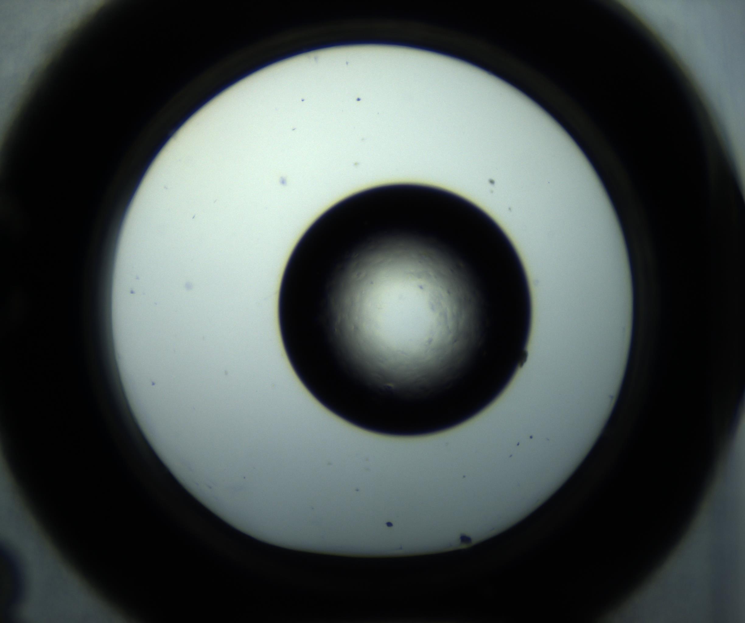 RI01_03_000_0212_Proj1_Clon1_MC_0000MC102897_001_161027_08_03_01_00_98_002_001_RAI.jpg