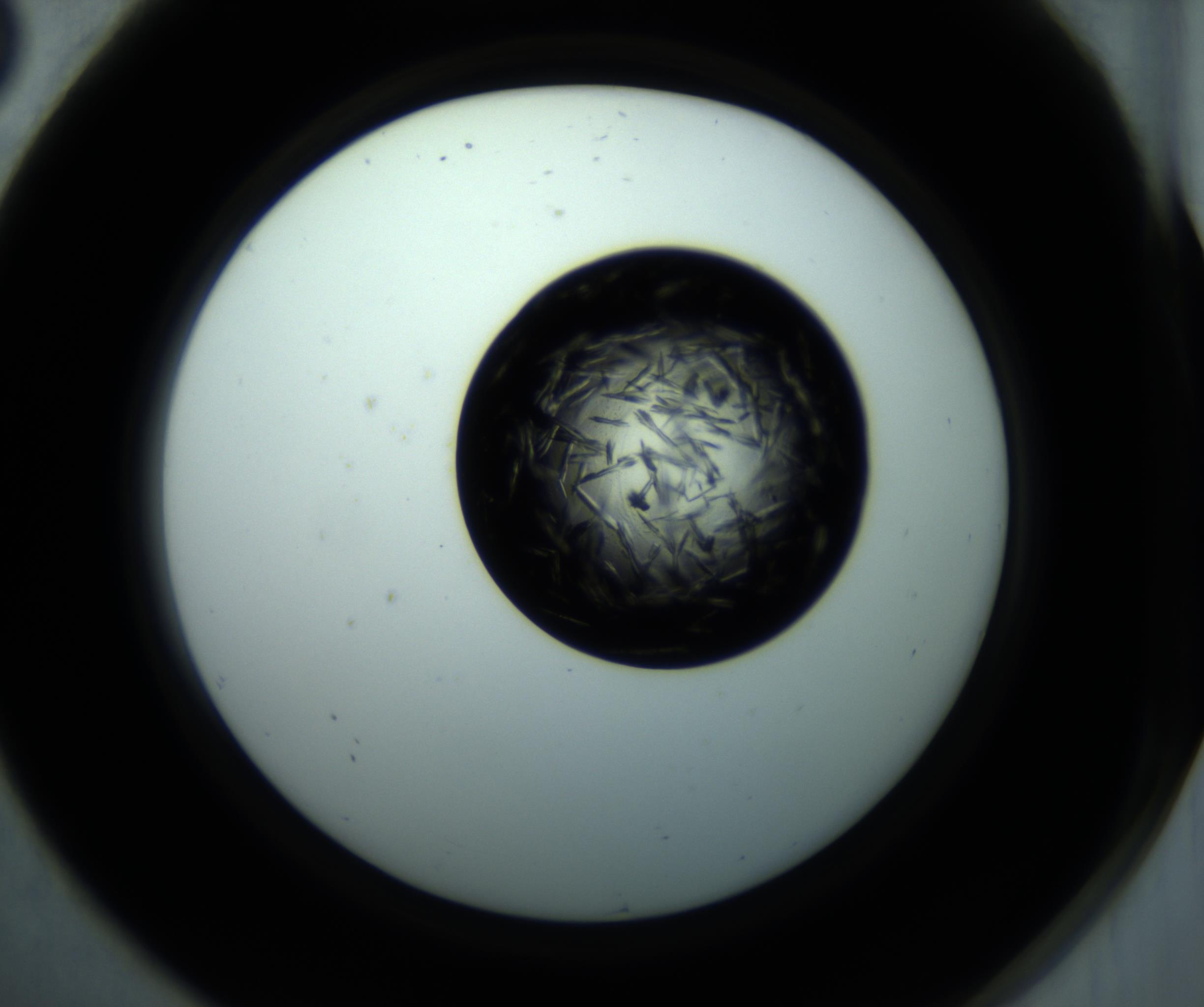 RI01_03_000_0212_Proj1_Clon1_MC_0000MC102897_001_161027_08_07_02_00_98_002_001_RAI.jpg