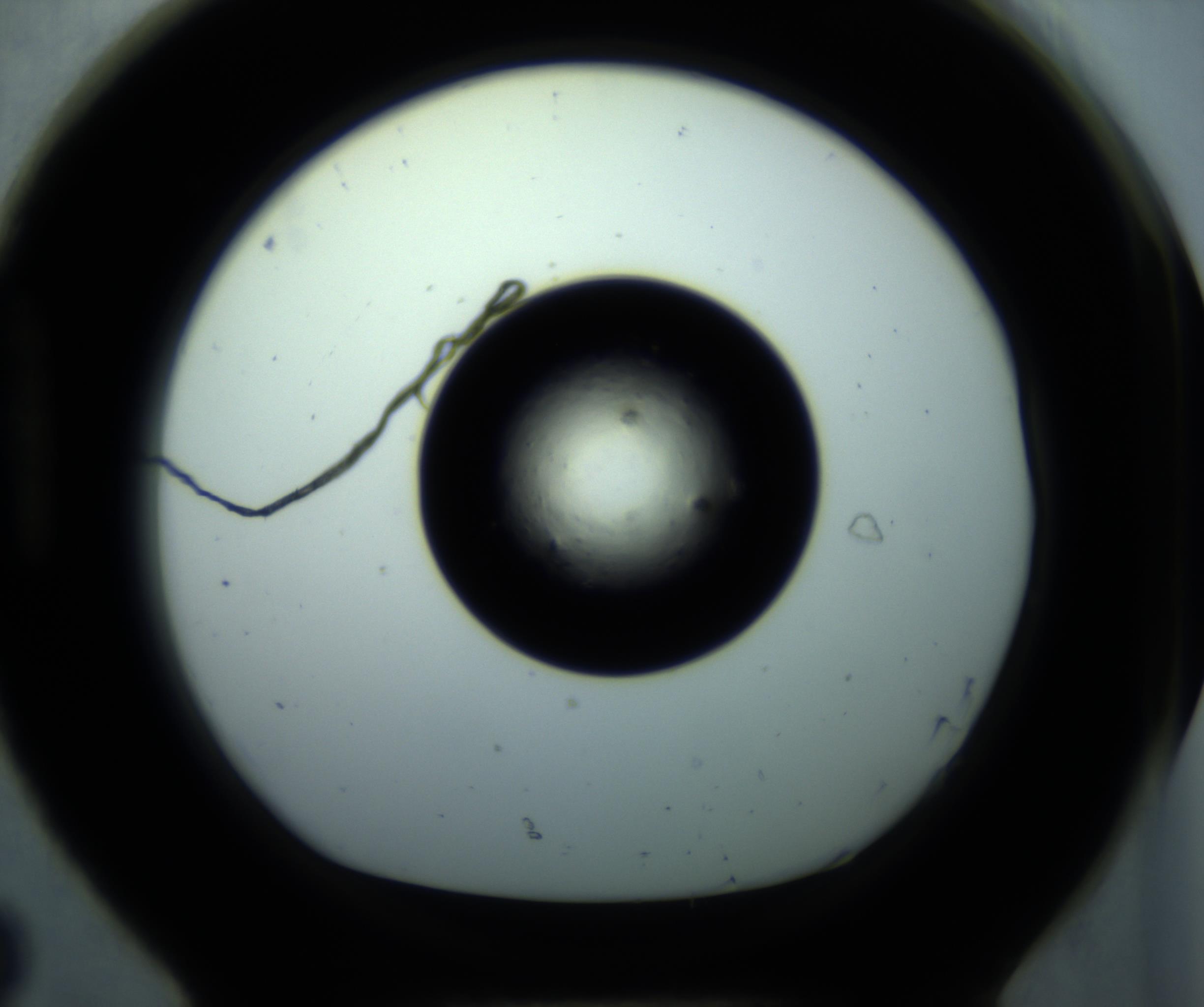 RI01_03_000_0212_Proj1_Clon1_MC_0000MC102897_001_161027_08_08_01_00_98_002_001_RAI.jpg