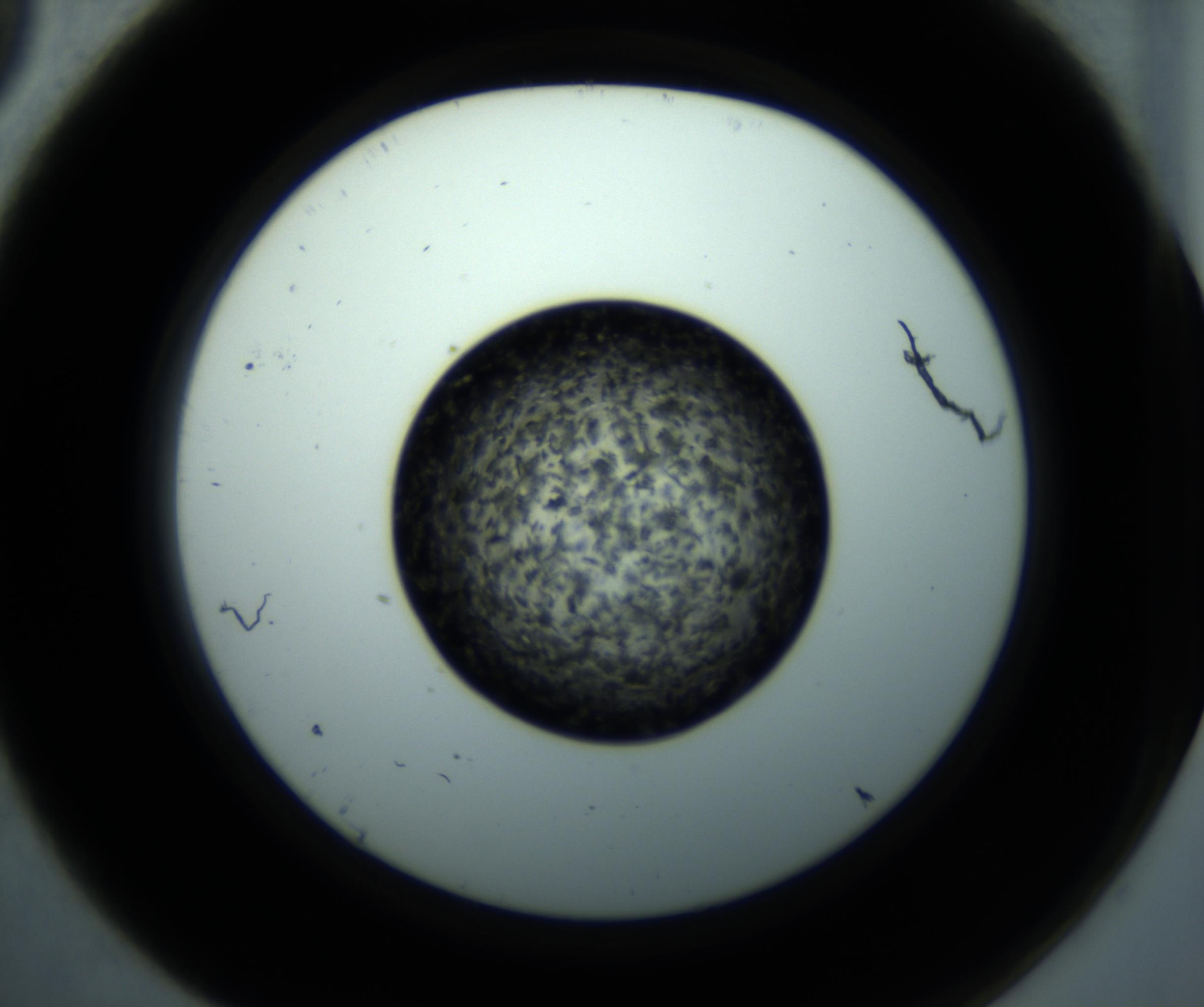 RI01_03_000_0212_Proj1_Clon1_MC_0000MC102897_001_161027_09_01_02_00_98_002_001_RAI.jpg