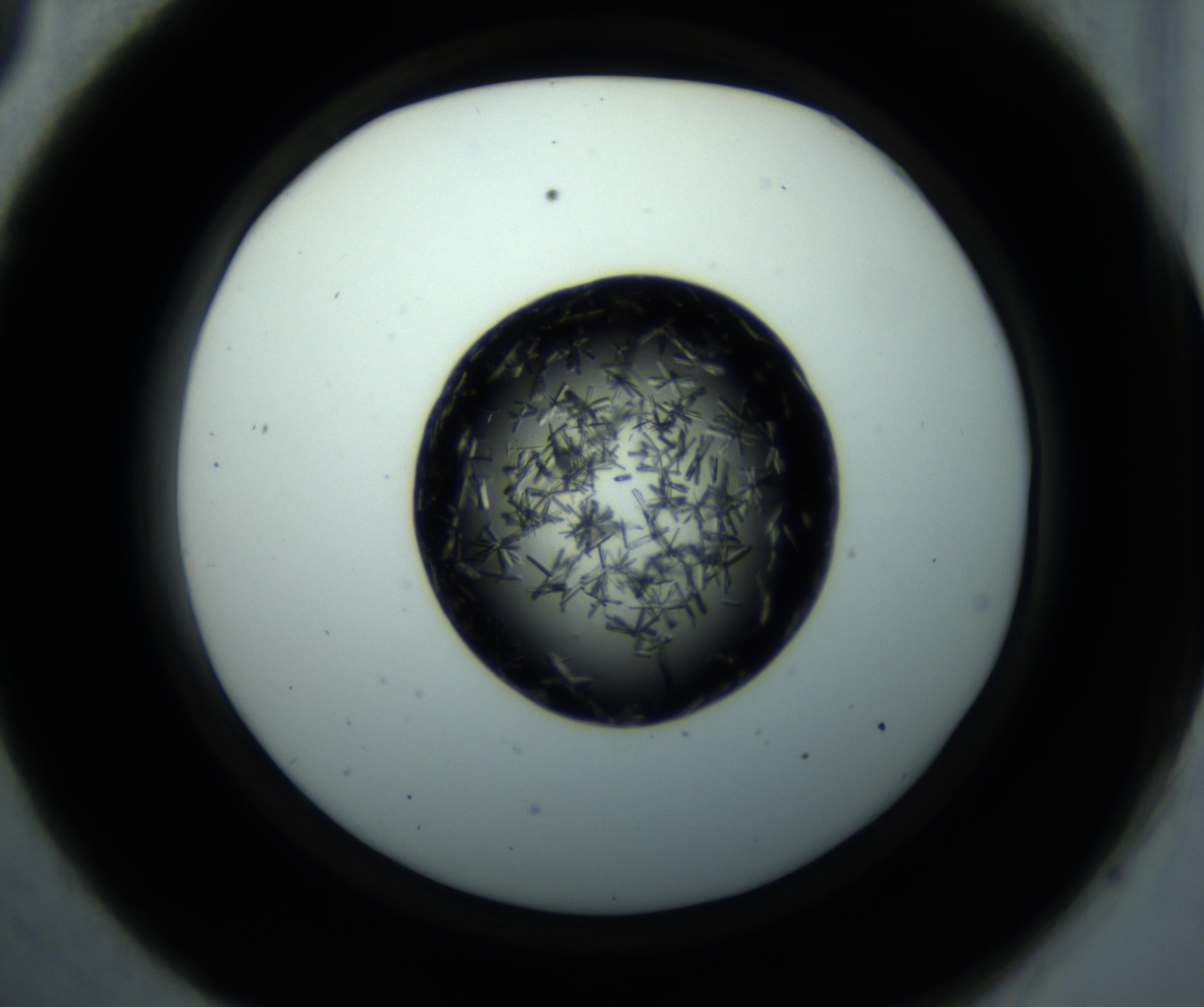 RI01_03_000_0212_Proj1_Clon1_MC_0000MC102897_001_161027_09_03_02_00_98_002_001_RAI.jpg