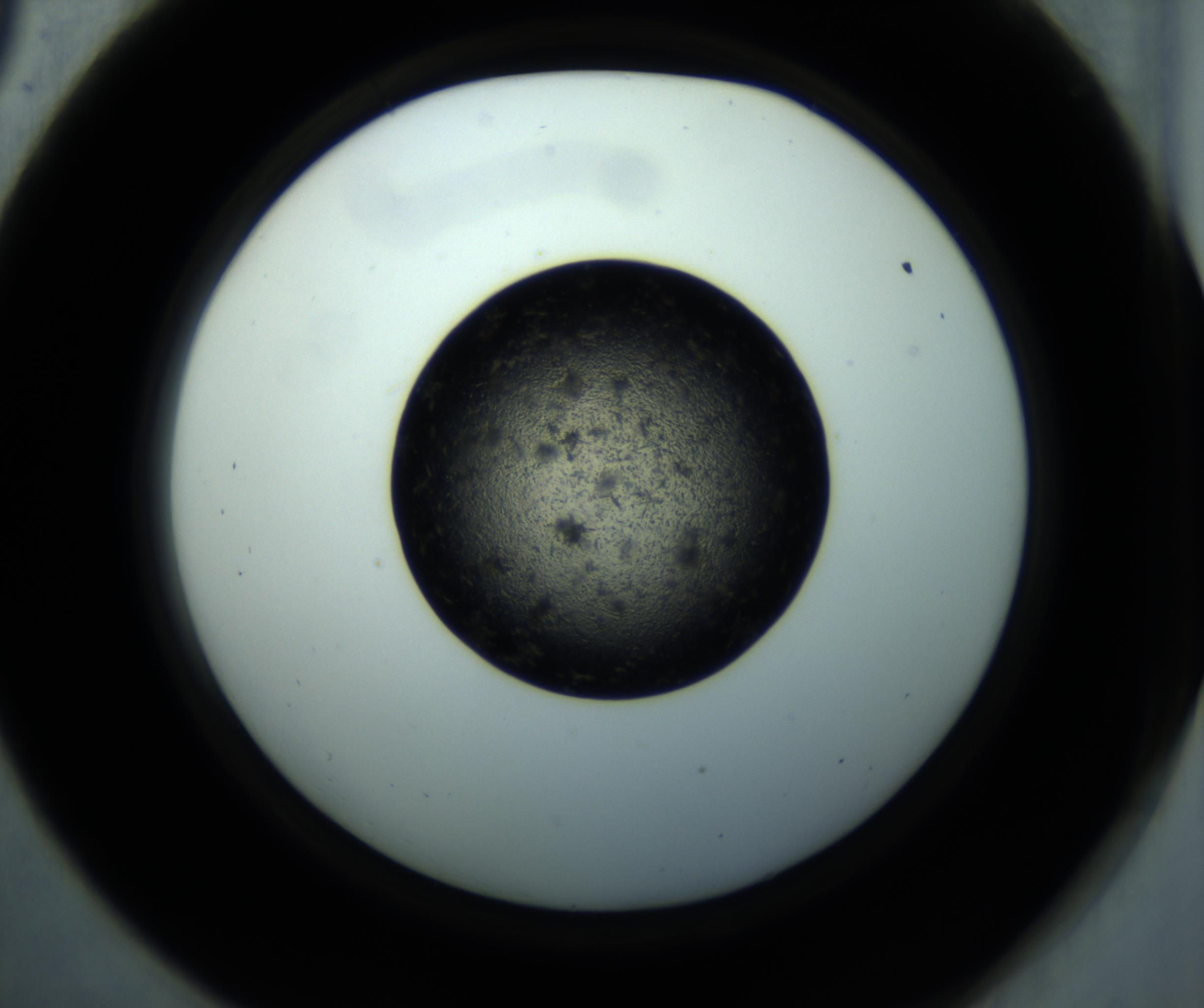 RI01_03_000_0212_Proj1_Clon1_MC_0000MC102897_001_161027_09_05_02_00_98_002_001_RAI.jpg