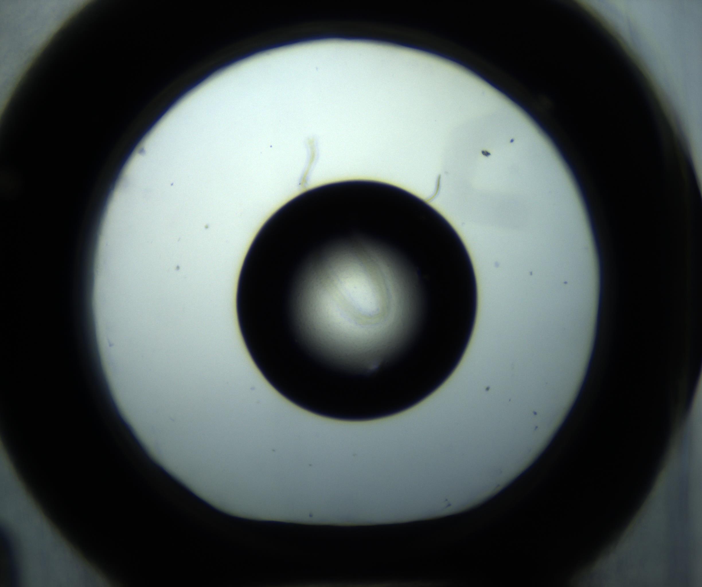 RI01_03_000_0212_Proj1_Clon1_MC_0000MC102897_001_161027_09_06_01_00_98_002_001_RAI.jpg