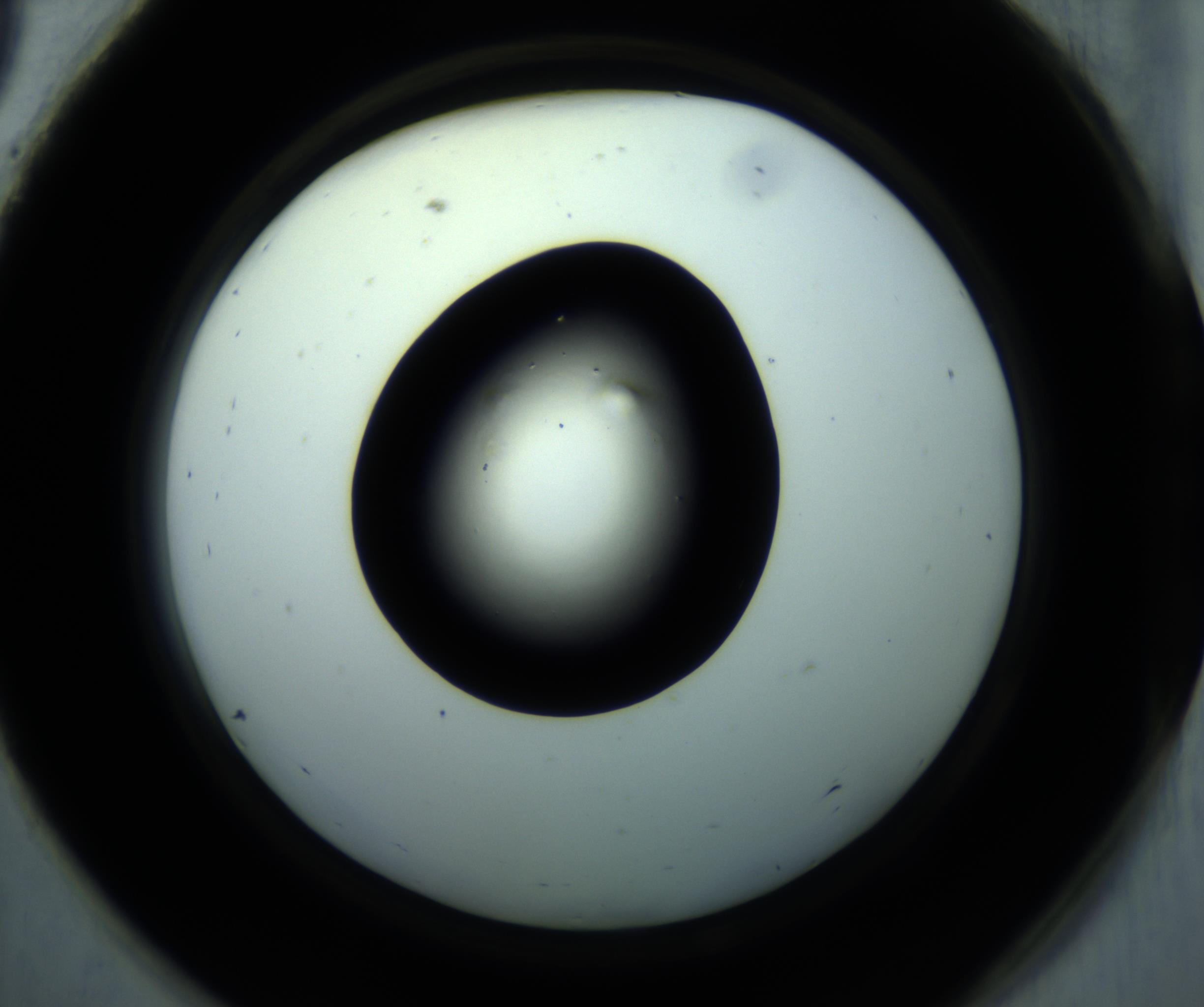 RI01_03_000_0212_Proj1_Clon1_MC_0000MC102897_001_161027_09_08_02_00_98_002_001_RAI.jpg