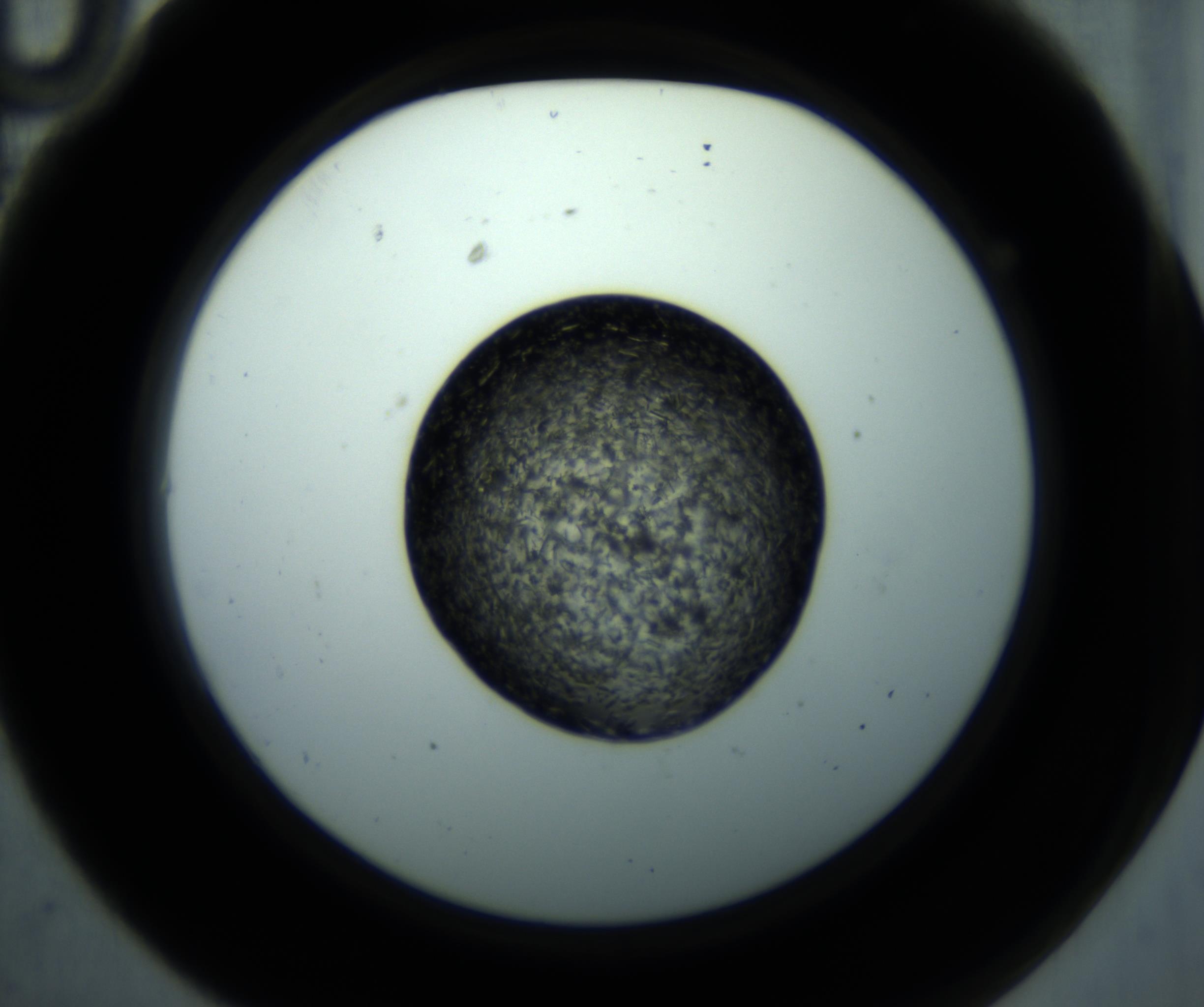 RI01_03_000_0212_Proj1_Clon1_MC_0000MC102897_001_161027_10_01_02_00_98_002_001_RAI.jpg