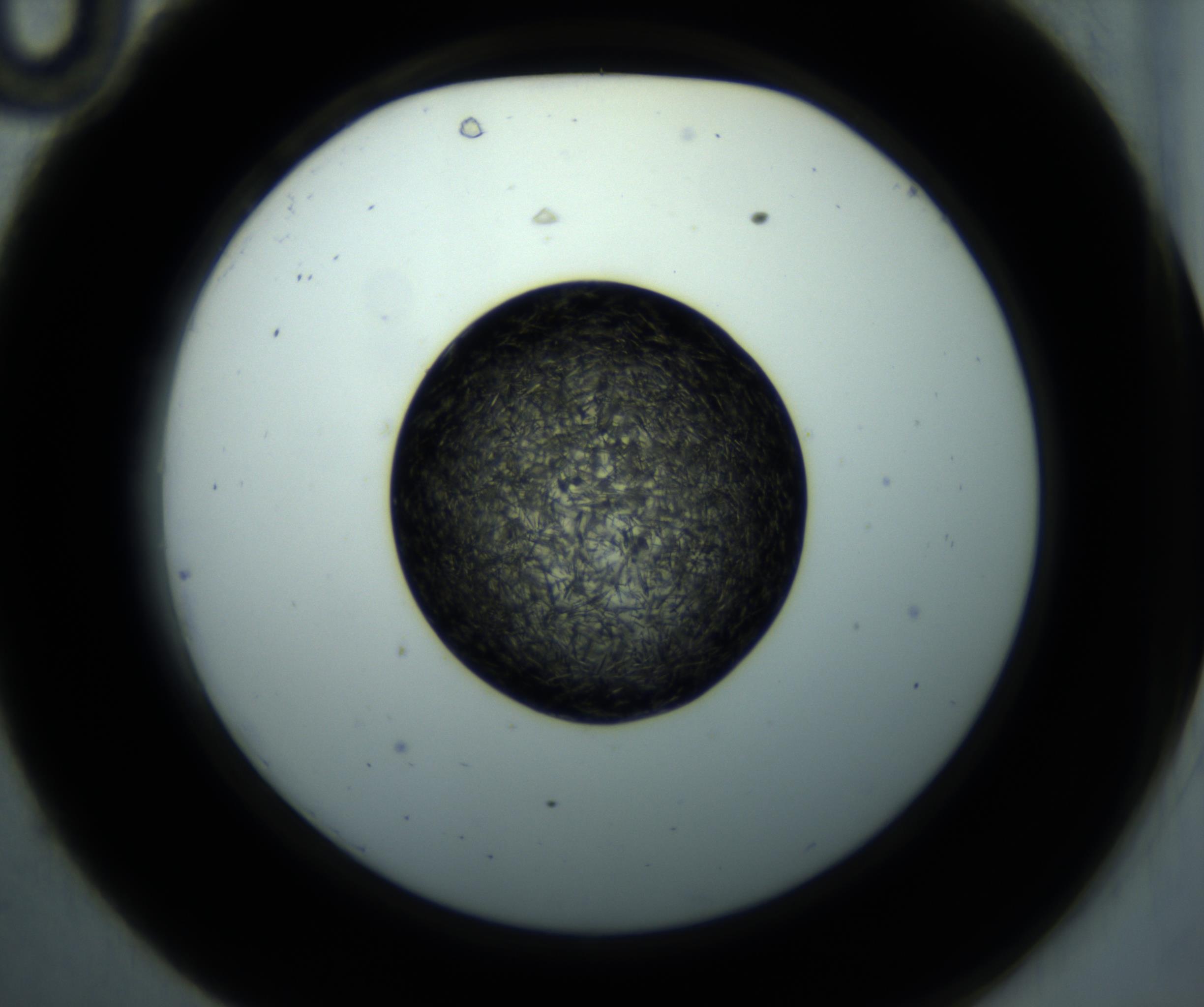 RI01_03_000_0212_Proj1_Clon1_MC_0000MC102897_001_161027_10_03_02_00_98_002_001_RAI.jpg