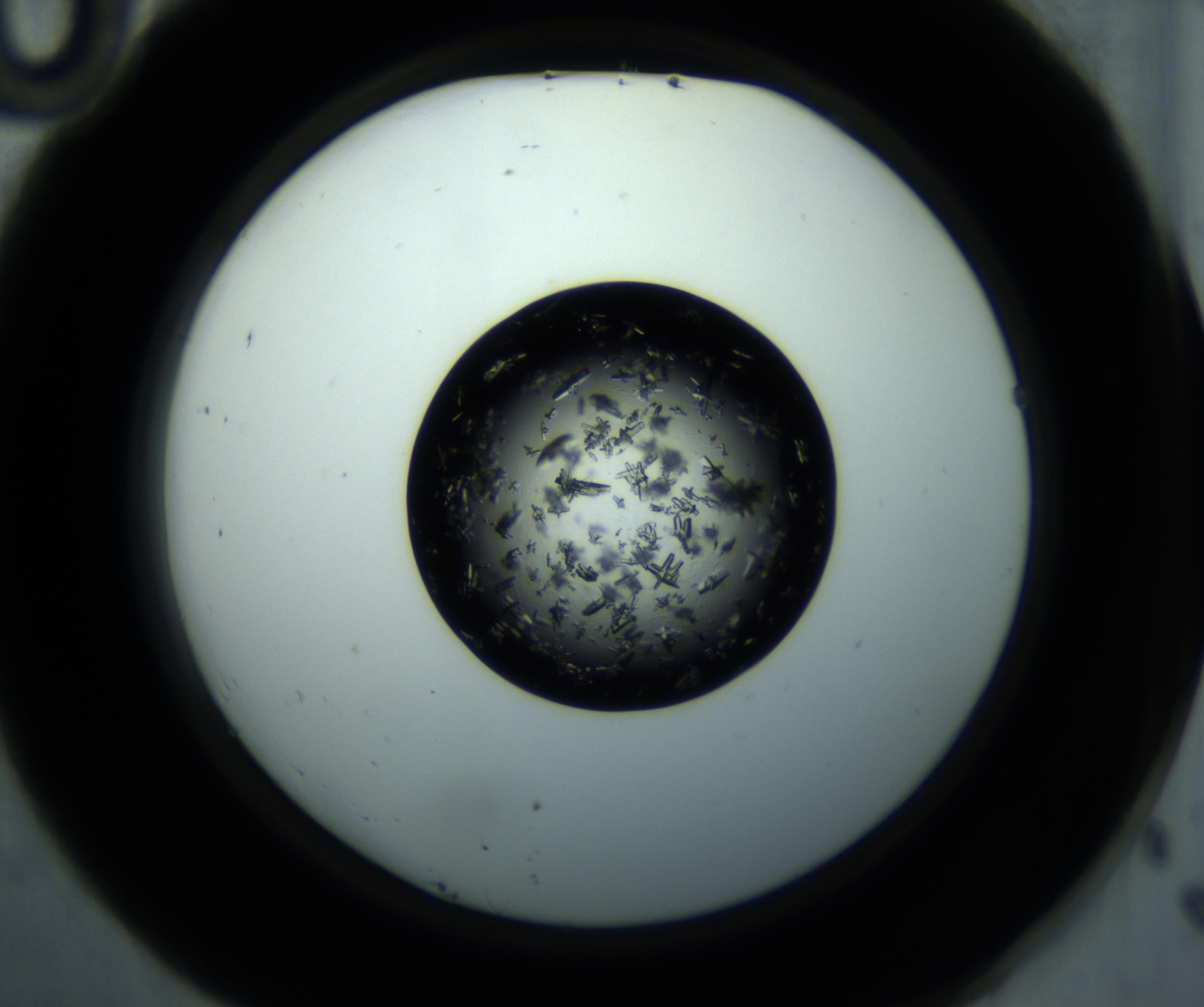 RI01_03_000_0212_Proj1_Clon1_MC_0000MC102897_001_161027_10_04_02_00_98_002_001_RAI.jpg