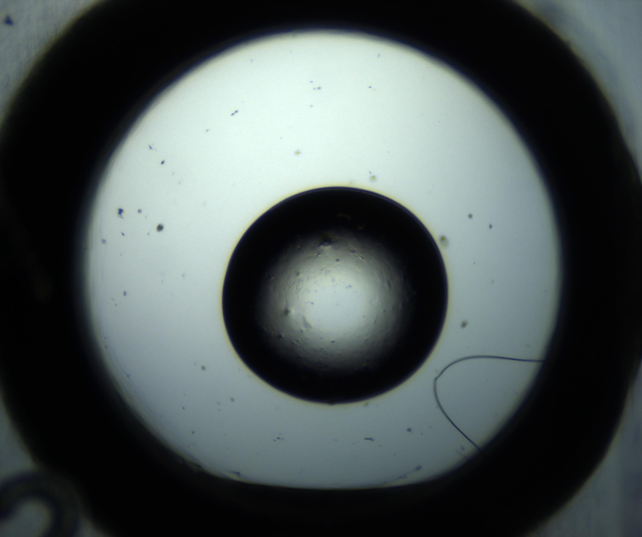 RI01_03_000_0212_Proj1_Clon1_MC_0000MC102897_001_161027_12_01_01_00_98_002_001_RAI.jpg