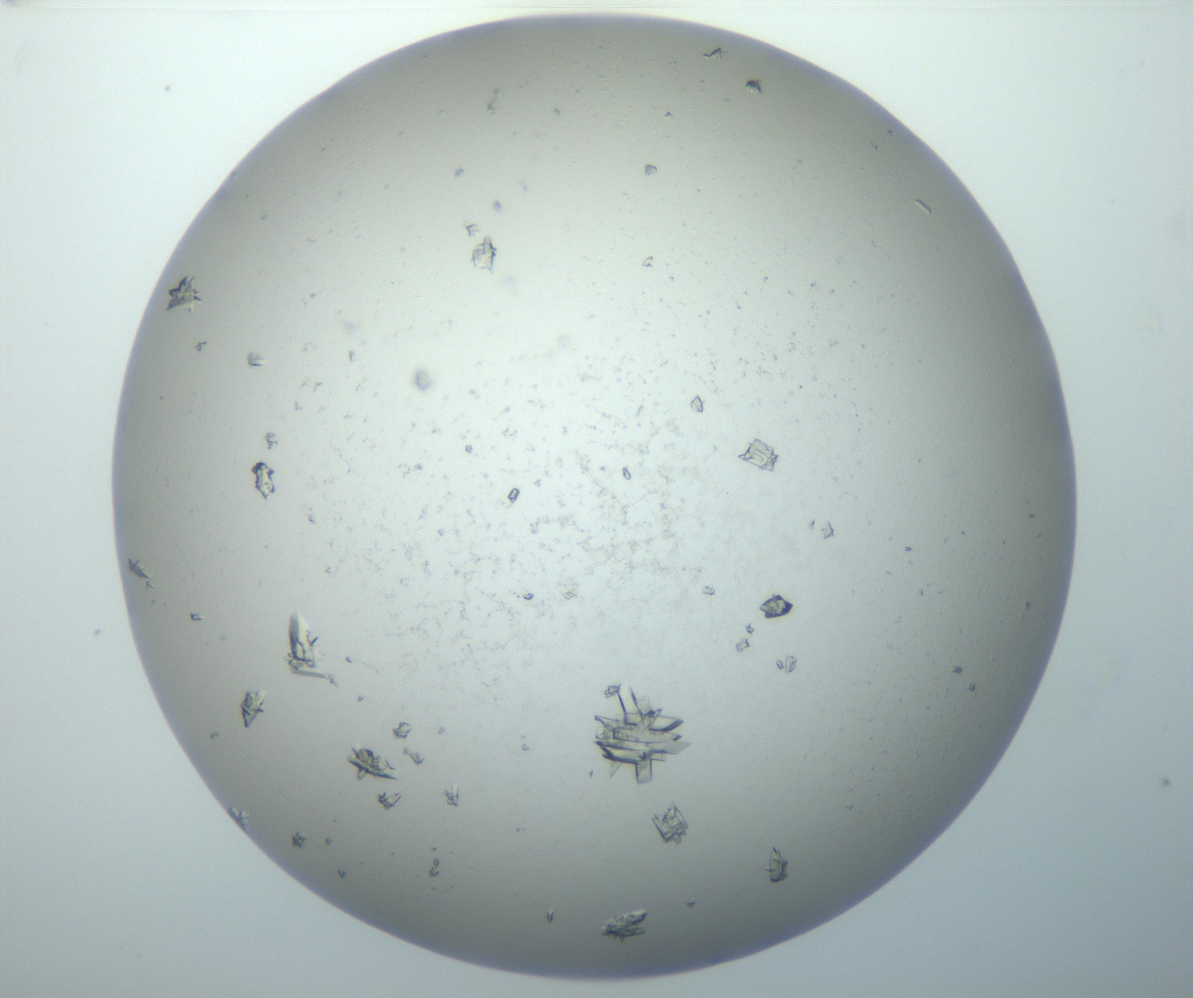 RI01_03_000_0212_Proj1_Clon1_MC_0000MC102897_002_161027_10_05_02_00_99_002_001_RAI.jpg