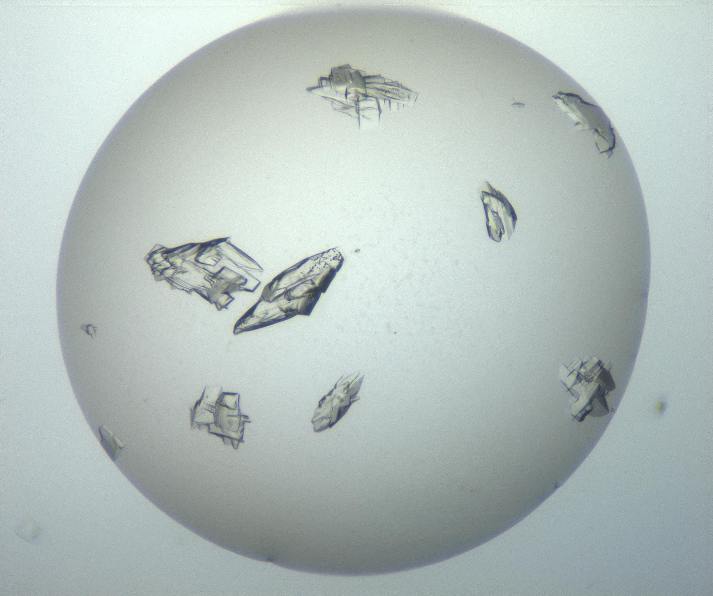 RI01_03_000_0212_Proj1_Clon1_MC_0000MC102897_003_161029_01_08_02_00_99_002_001_RAI.jpg
