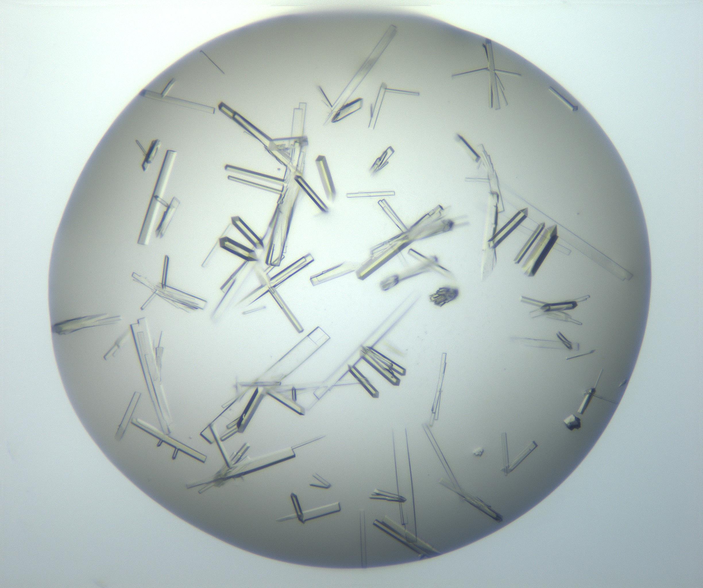 RI01_03_000_0212_Proj1_Clon1_MC_0000MC102897_003_161029_02_07_02_00_99_002_001_RAI.jpg