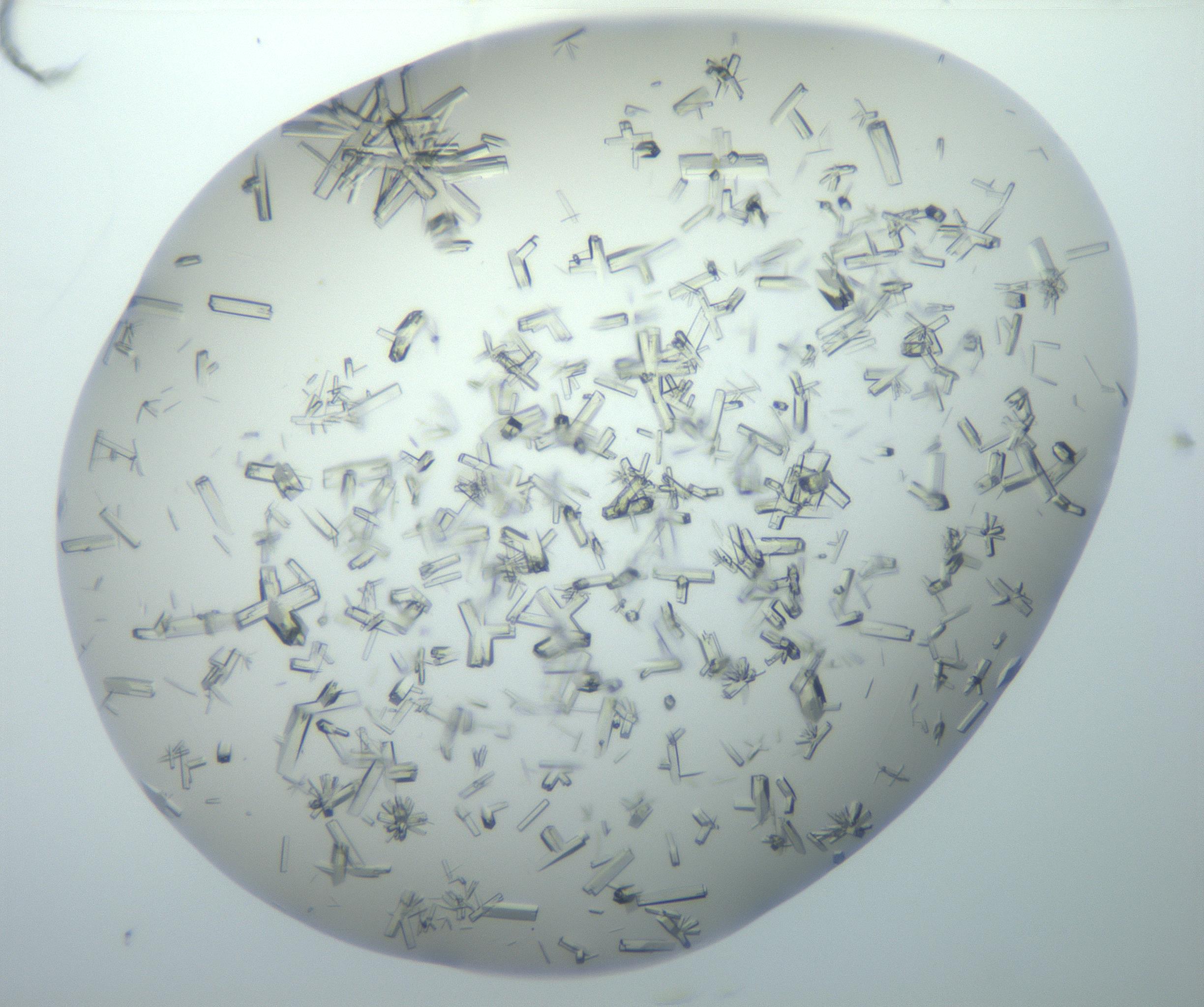 RI01_03_000_0212_Proj1_Clon1_MC_0000MC102897_003_161029_02_08_02_00_99_002_001_RAI.jpg
