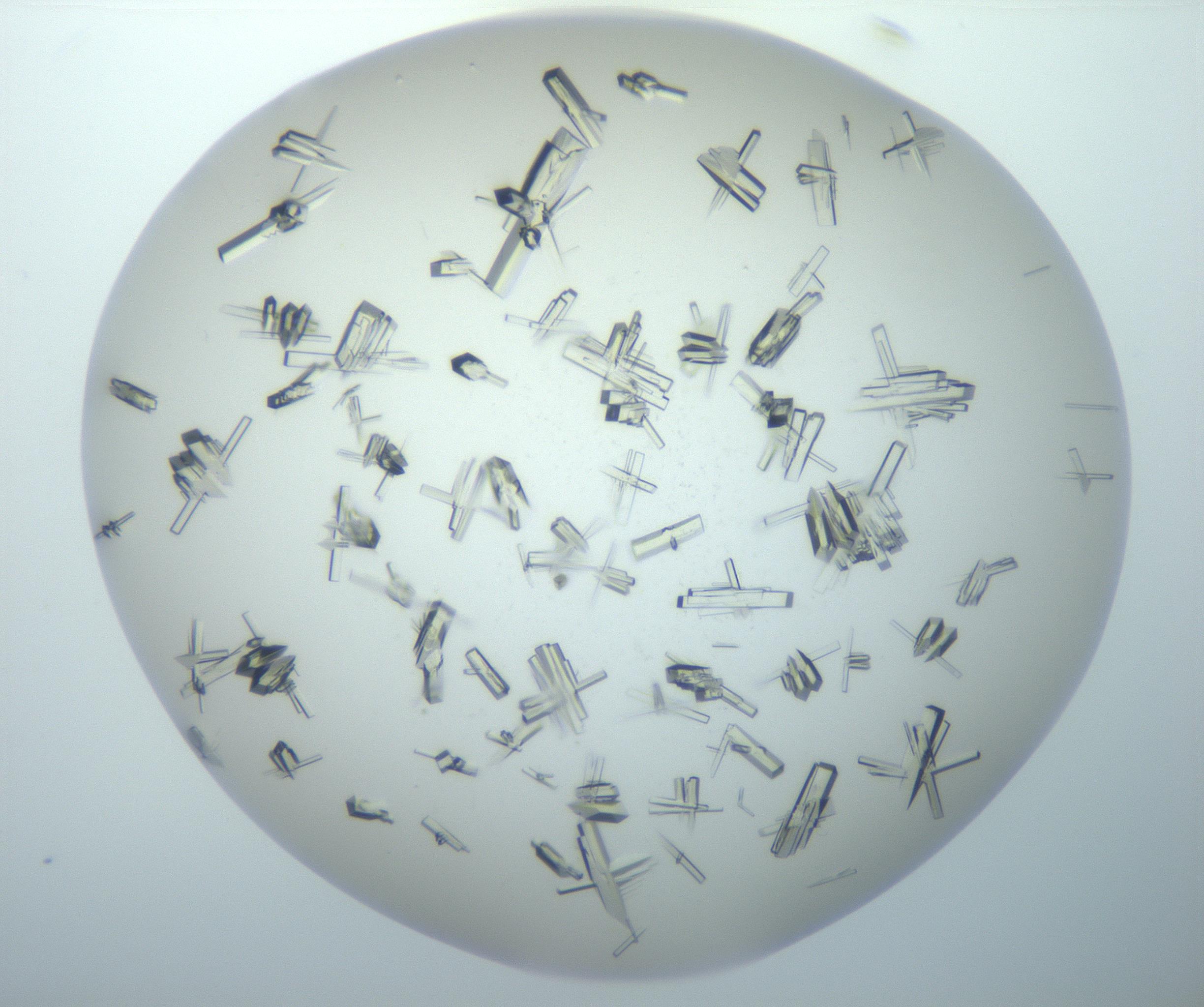 RI01_03_000_0212_Proj1_Clon1_MC_0000MC102897_003_161029_03_01_02_00_99_002_001_RAI.jpg