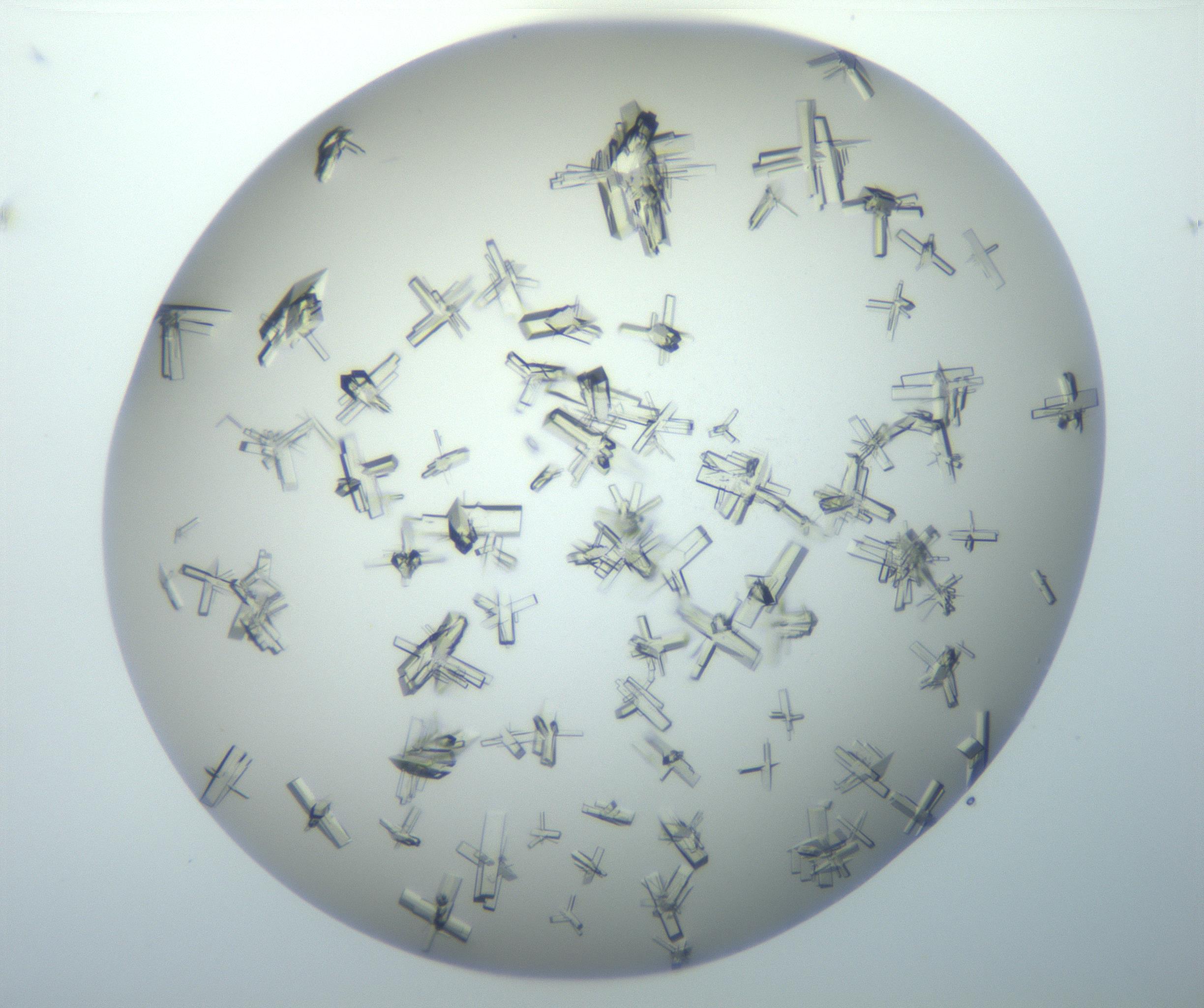 RI01_03_000_0212_Proj1_Clon1_MC_0000MC102897_003_161029_04_03_02_00_99_002_001_RAI.jpg