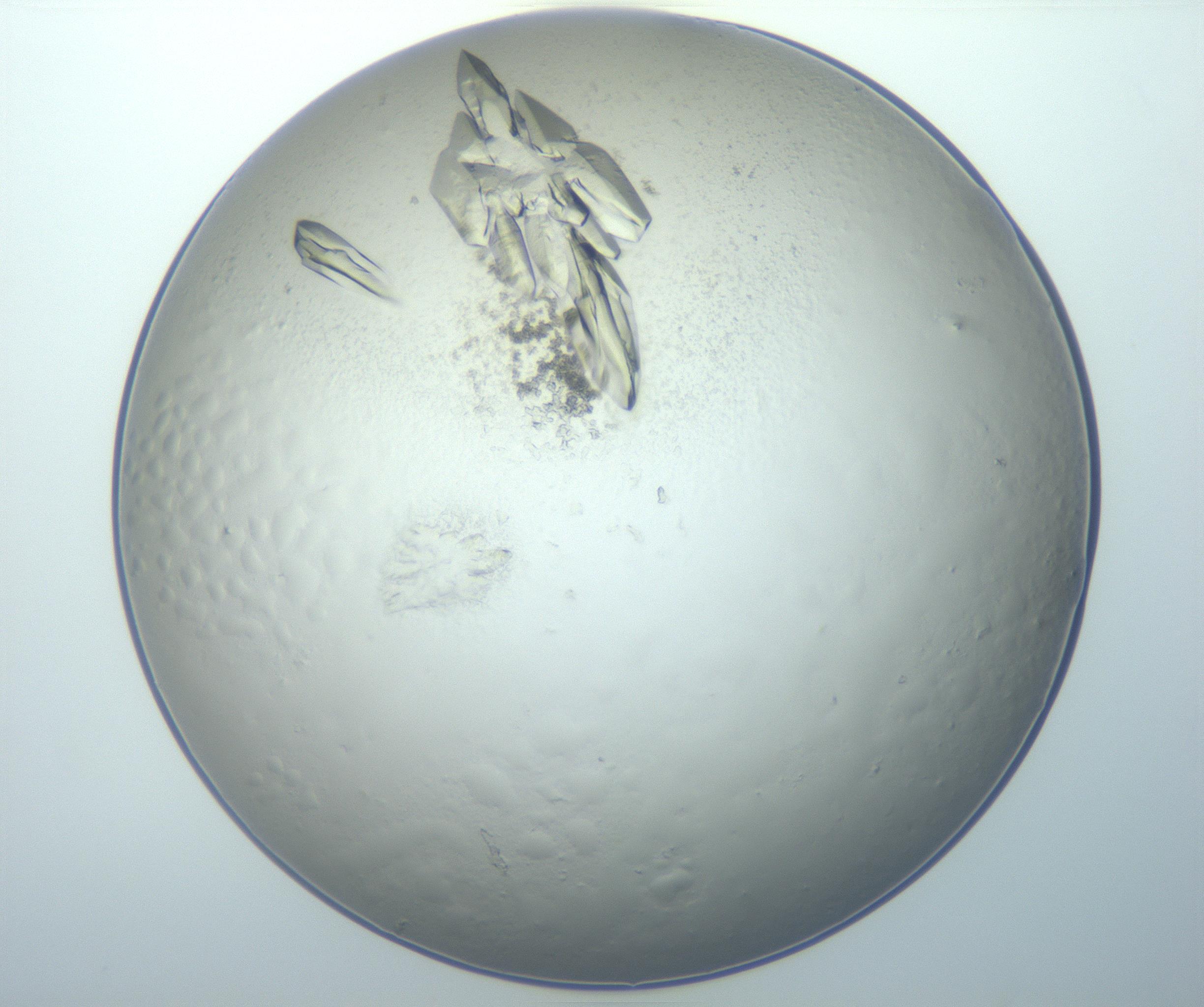 RI01_03_000_0212_Proj1_Clon1_MC_0000MC102897_003_161029_05_02_01_00_99_002_001_RAI.jpg