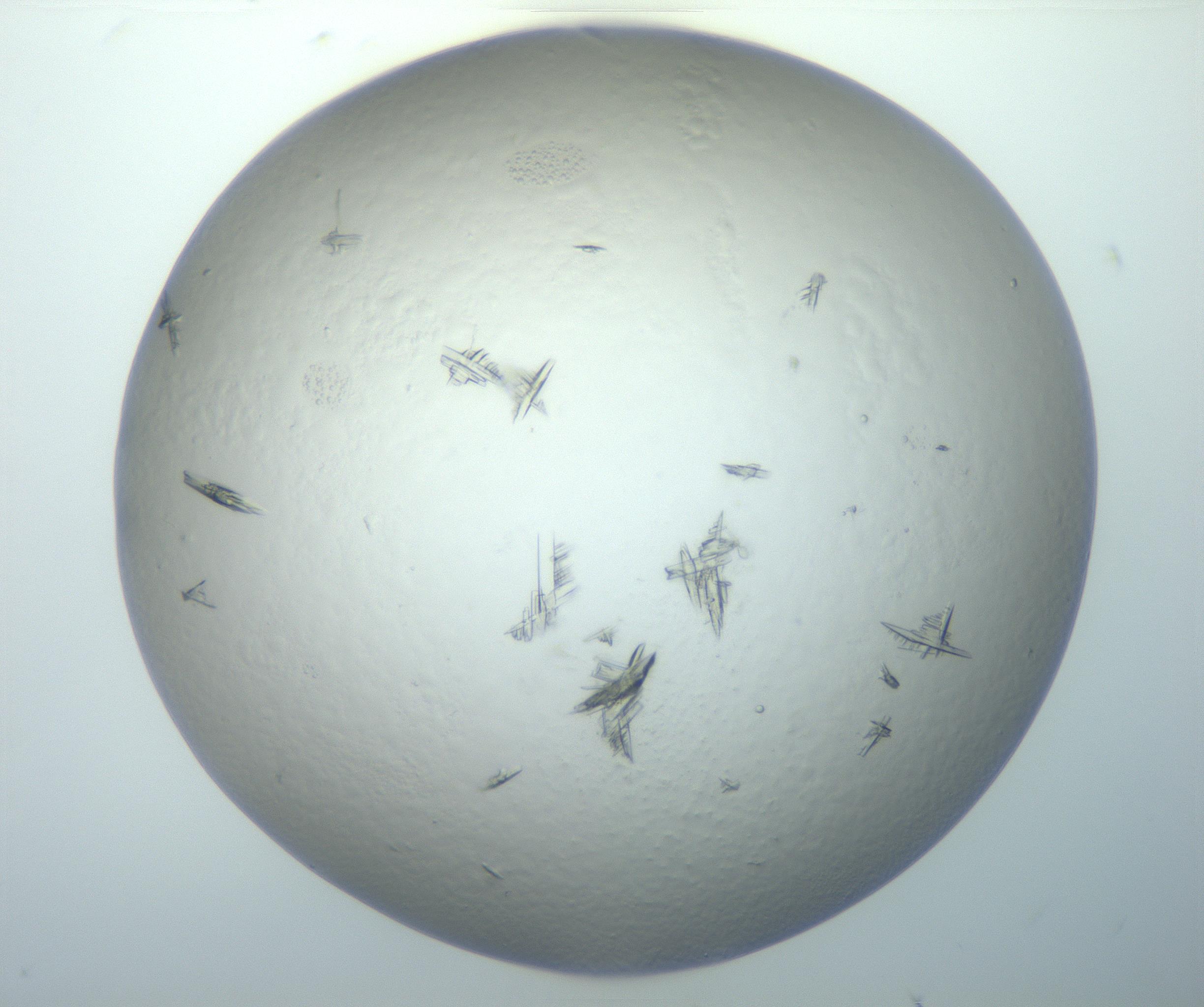 RI01_03_000_0212_Proj1_Clon1_MC_0000MC102897_003_161029_06_02_02_00_99_002_001_RAI.jpg