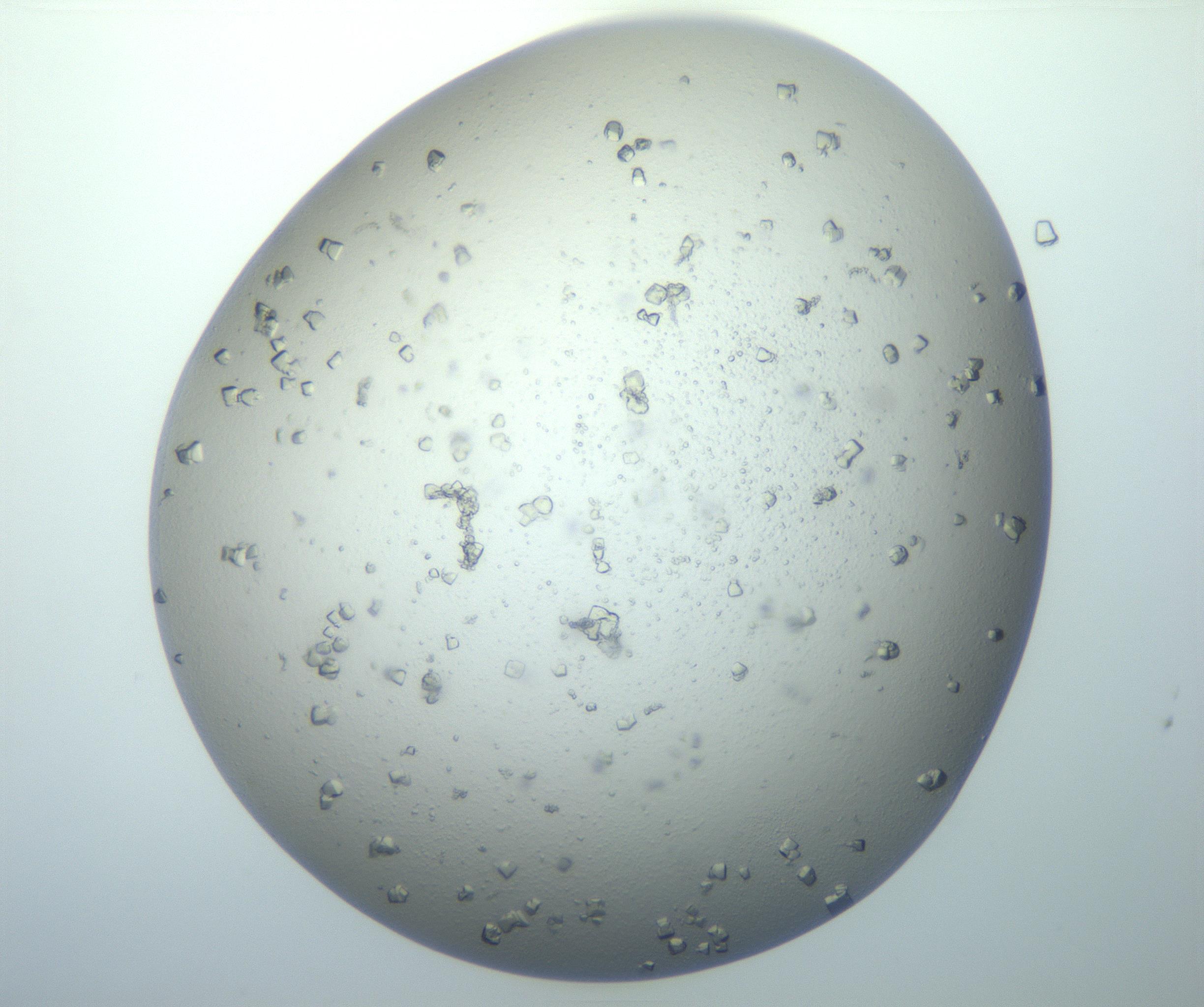 RI01_03_000_0212_Proj1_Clon1_MC_0000MC102897_003_161029_06_08_02_00_99_002_001_RAI.jpg