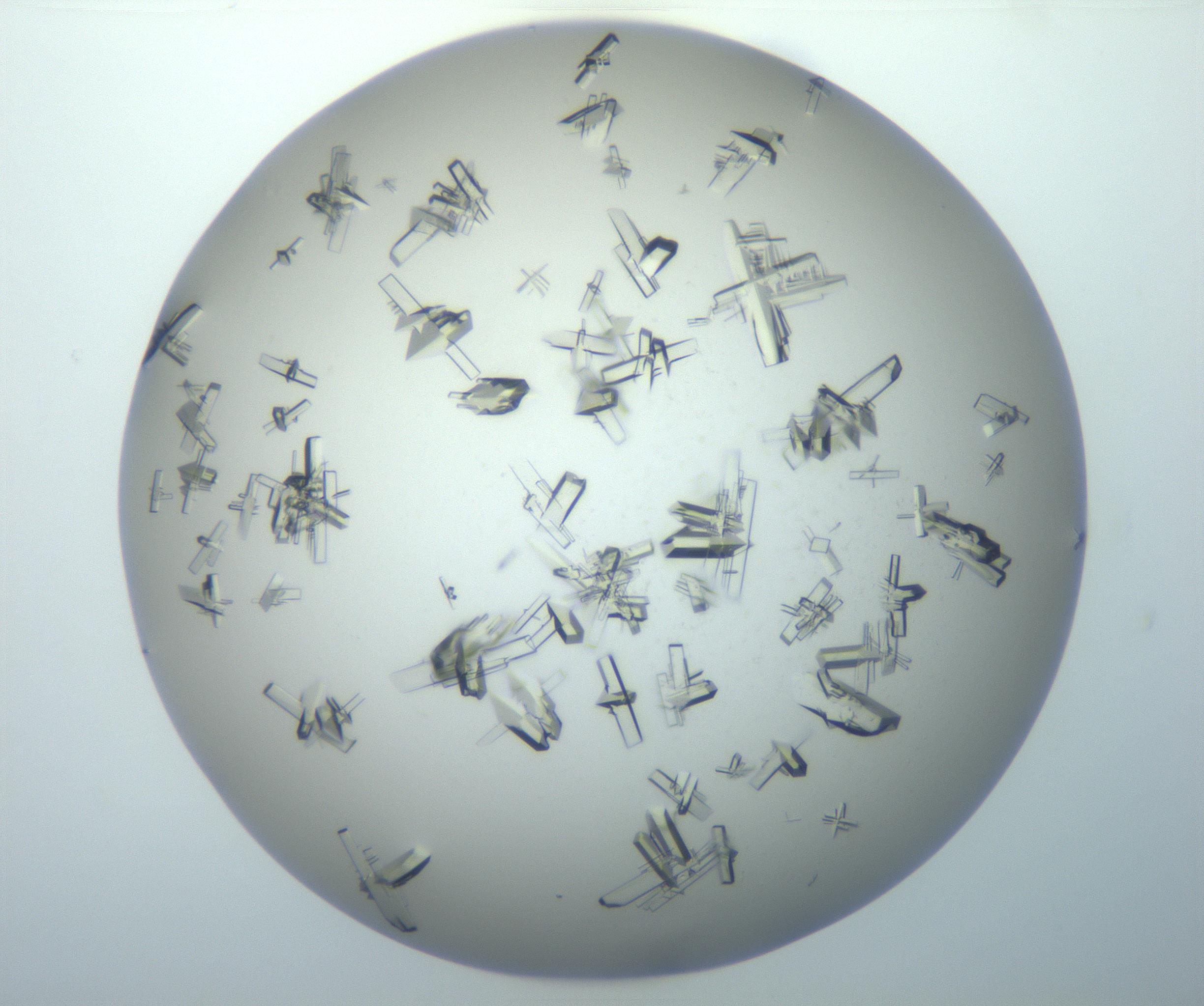 RI01_03_000_0212_Proj1_Clon1_MC_0000MC102897_003_161029_07_02_02_00_99_002_001_RAI.jpg