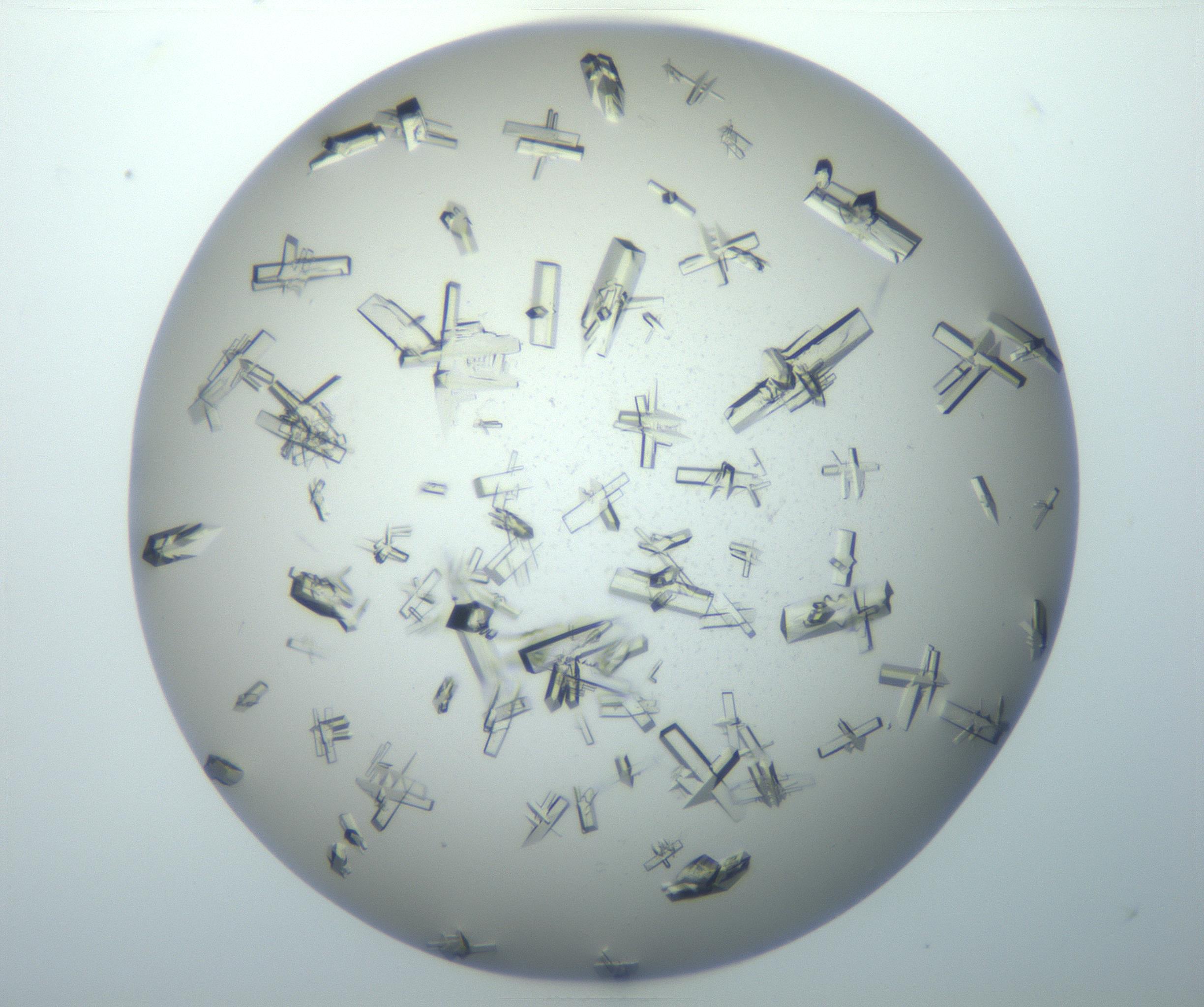 RI01_03_000_0212_Proj1_Clon1_MC_0000MC102897_003_161029_07_03_02_00_99_002_001_RAI.jpg
