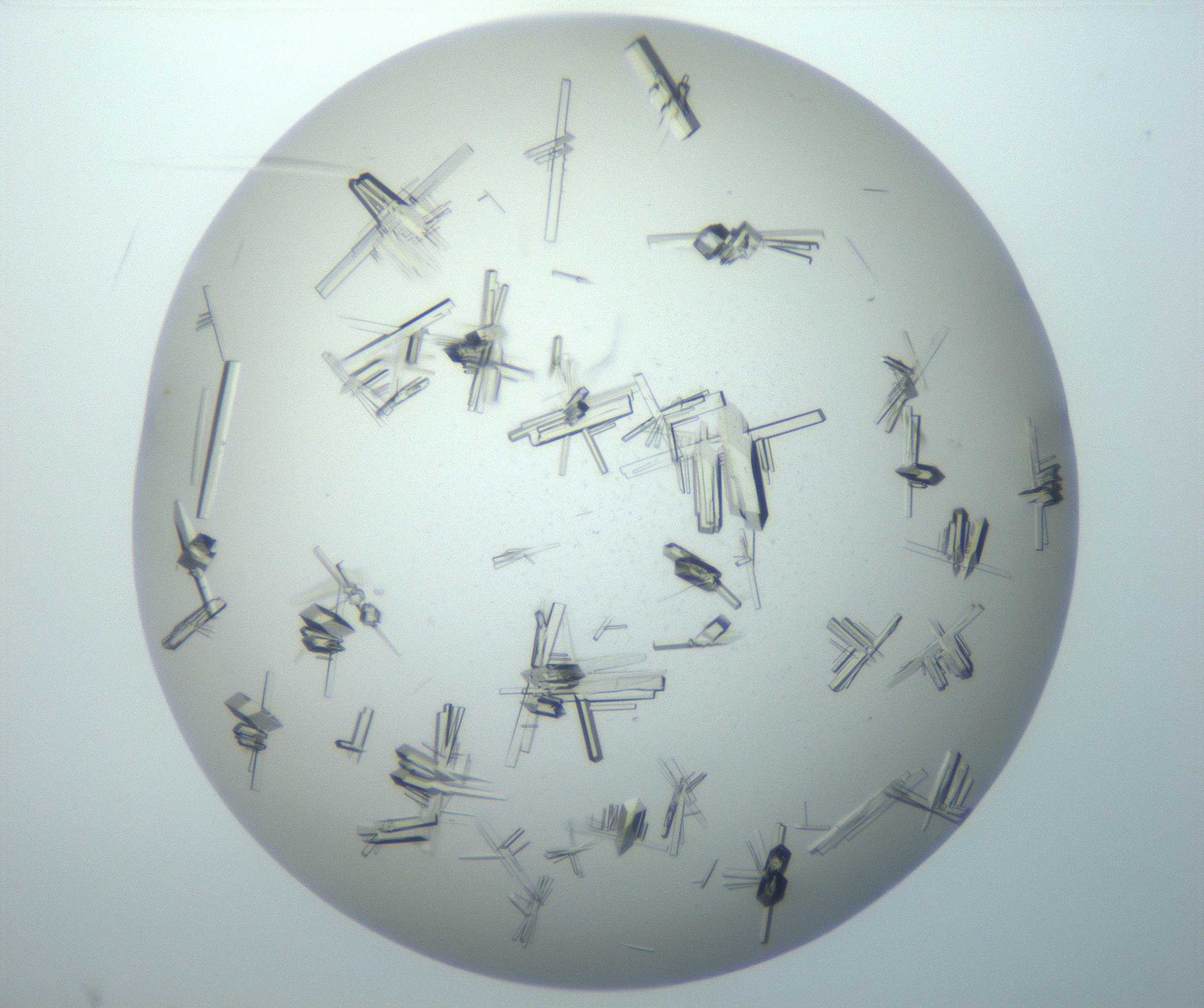RI01_03_000_0212_Proj1_Clon1_MC_0000MC102897_003_161029_10_07_02_00_99_002_001_RAI.jpg