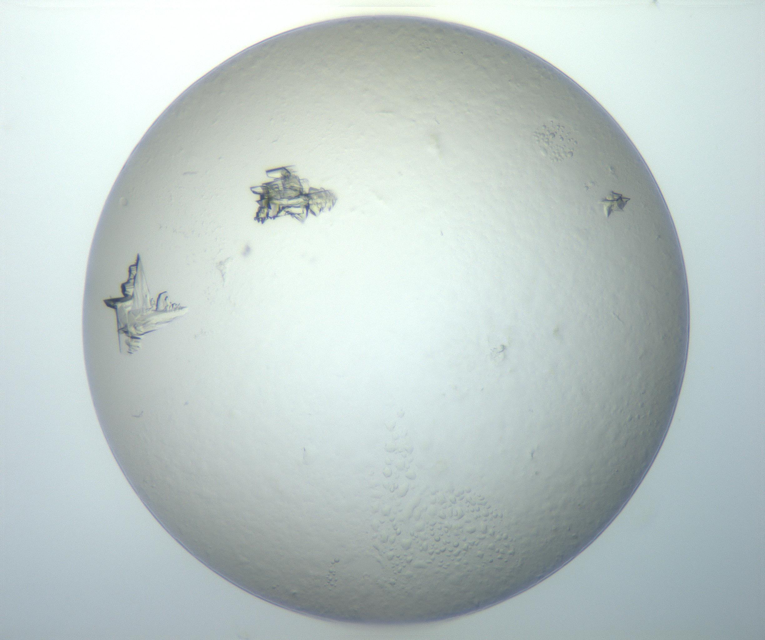 RI01_03_000_0212_Proj1_Clon1_MC_0000MC102897_003_161029_11_02_02_00_99_002_001_RAI.jpg