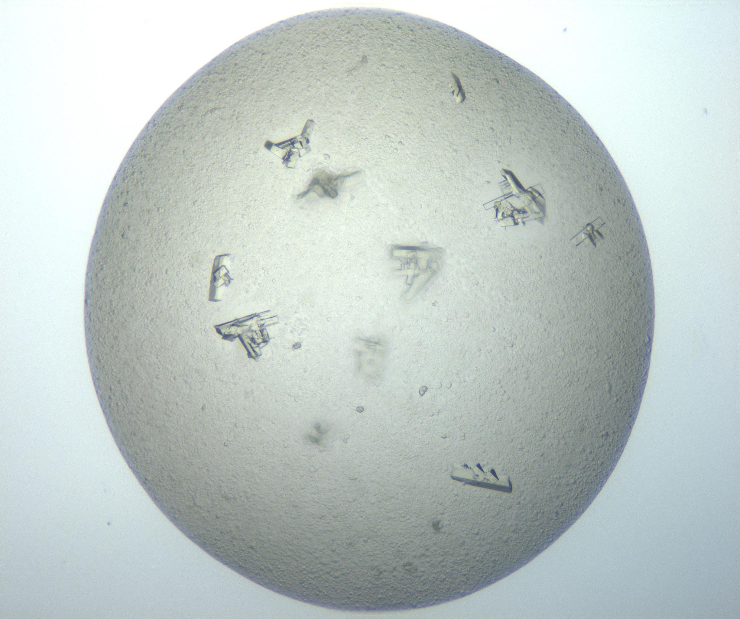 RI01_03_000_0212_Proj1_Clon1_MC_0000MC102897_003_161029_11_06_02_00_99_002_001_RAI.jpg