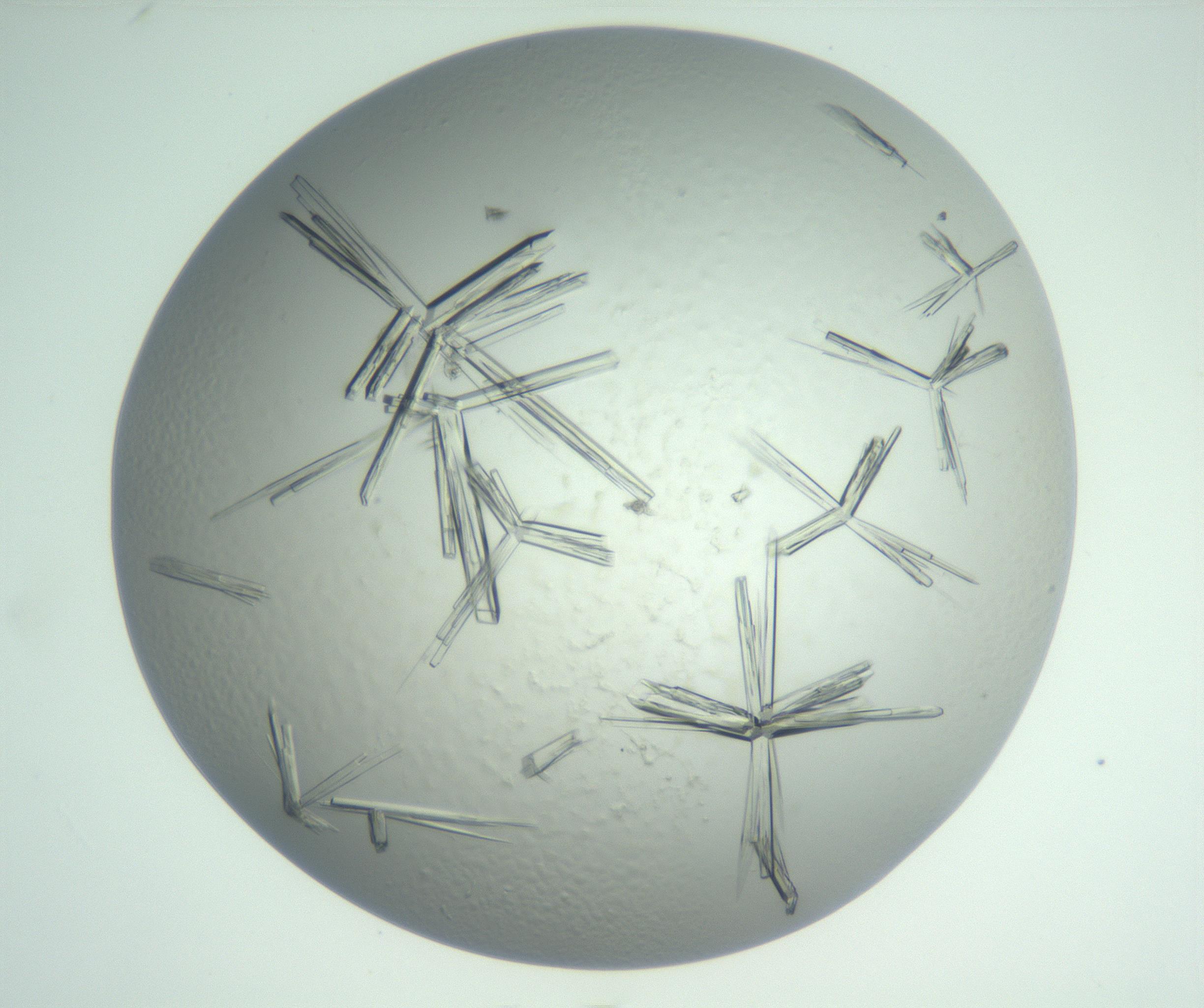 RI01_03_000_0212_Proj1_Clon1_MC_0000MC102898_002_161027_02_06_02_00_99_002_001_RAI.jpg