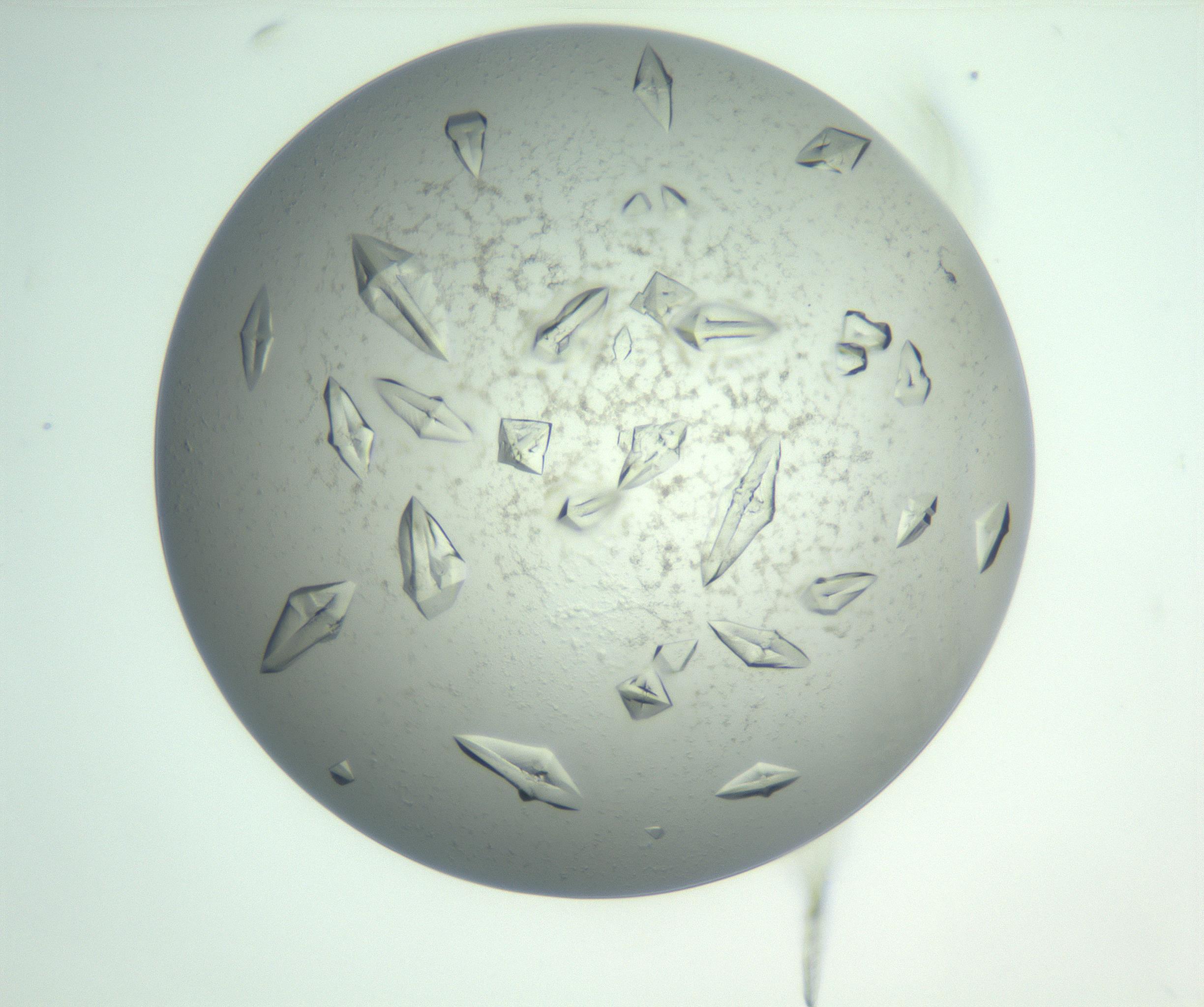 RI01_03_000_0212_Proj1_Clon1_MC_0000MC102898_002_161027_04_08_01_00_99_002_001_RAI.jpg