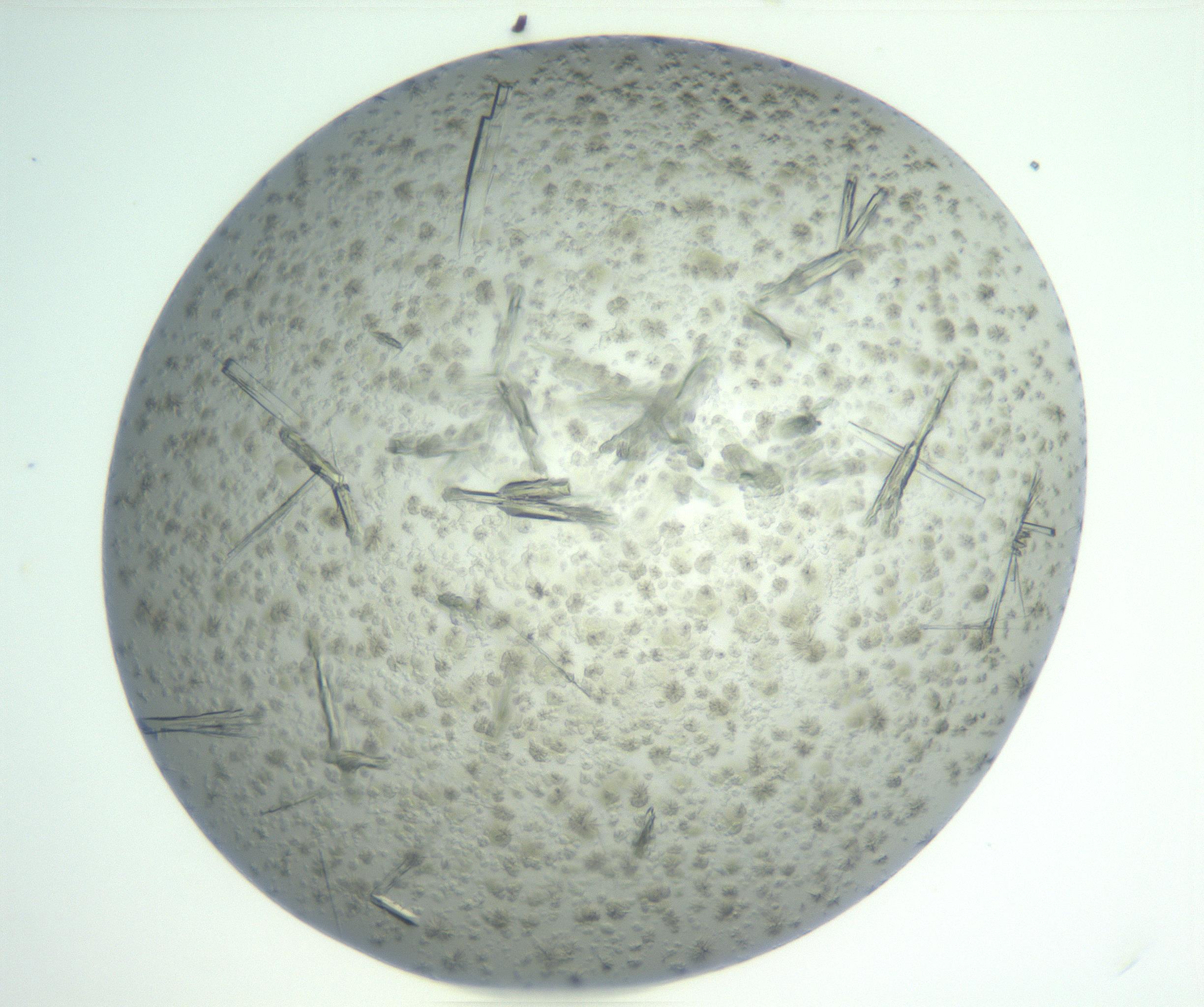 RI01_03_000_0212_Proj1_Clon1_MC_0000MC102898_002_161027_04_08_02_00_99_002_001_RAI.jpg
