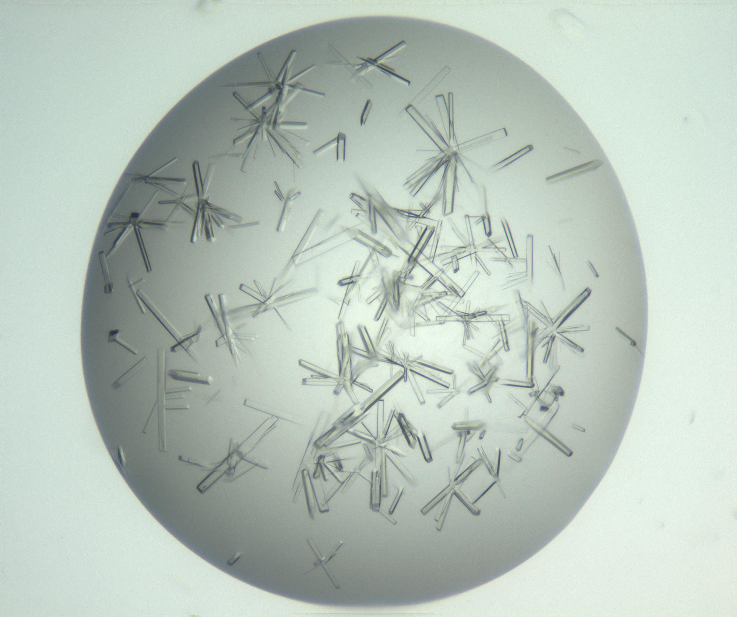 RI01_03_000_0212_Proj1_Clon1_MC_0000MC102898_002_161027_05_06_02_00_99_002_001_RAI.jpg