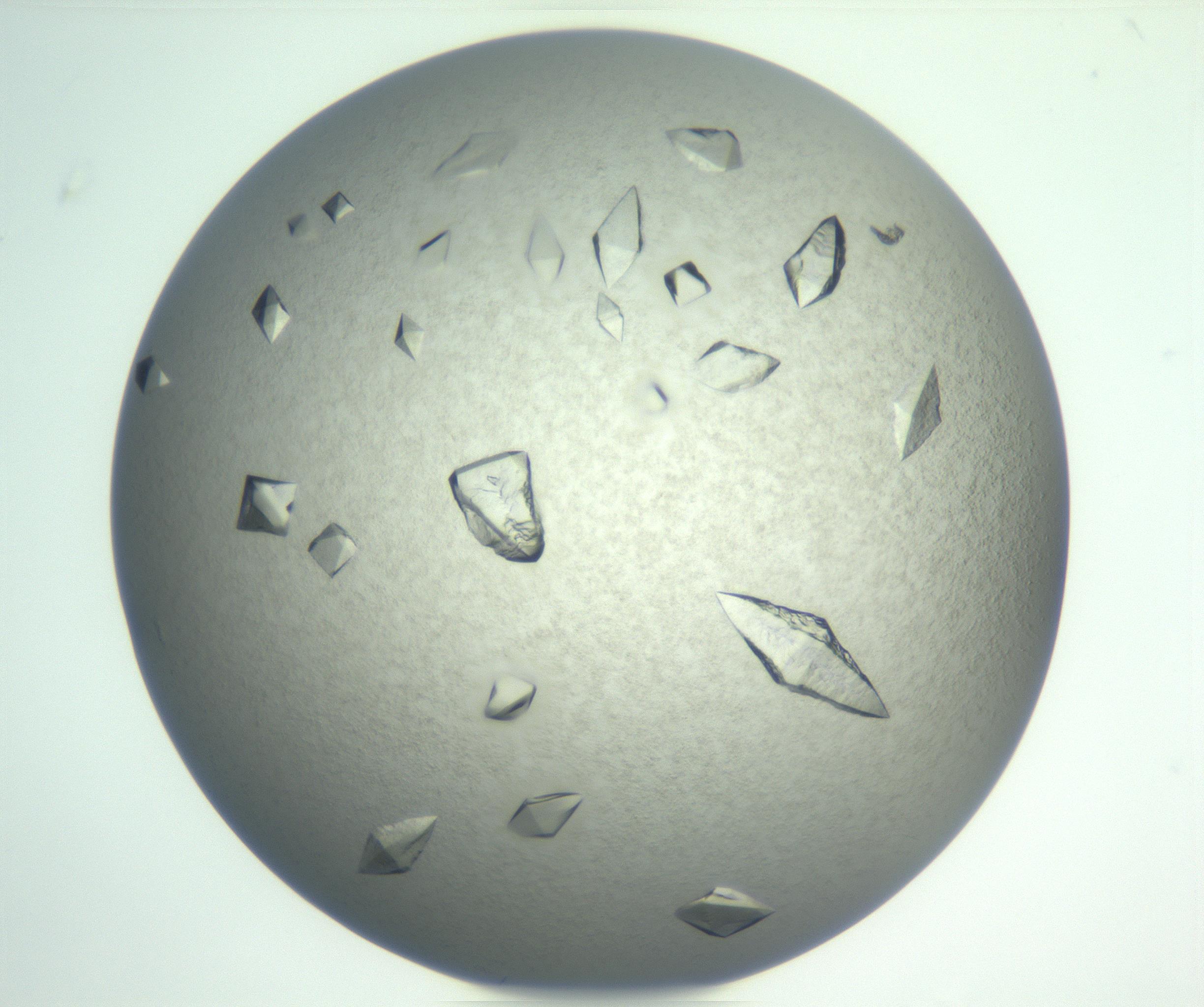 RI01_03_000_0212_Proj1_Clon1_MC_0000MC102898_002_161027_05_08_01_00_99_002_001_RAI.jpg